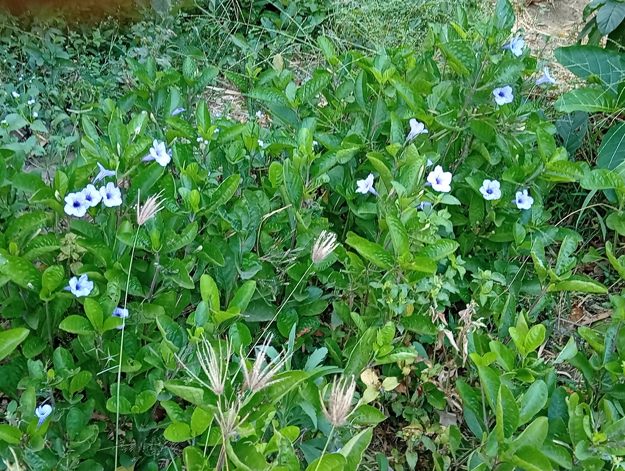 A collection of lush green plants with small blue flowers are growing in an outdoor environment. The foliage is dense, with many leaves and stems creating a natural, overgrown appearance. Several delicate blue flowers, some fully bloomed and others in bud, are scattered throughout the greenery. The ground beneath the plants is partially visible, showing a mix of soil and dry leaves. The overall impression is of a wild or uncultivated patch of vegetation.