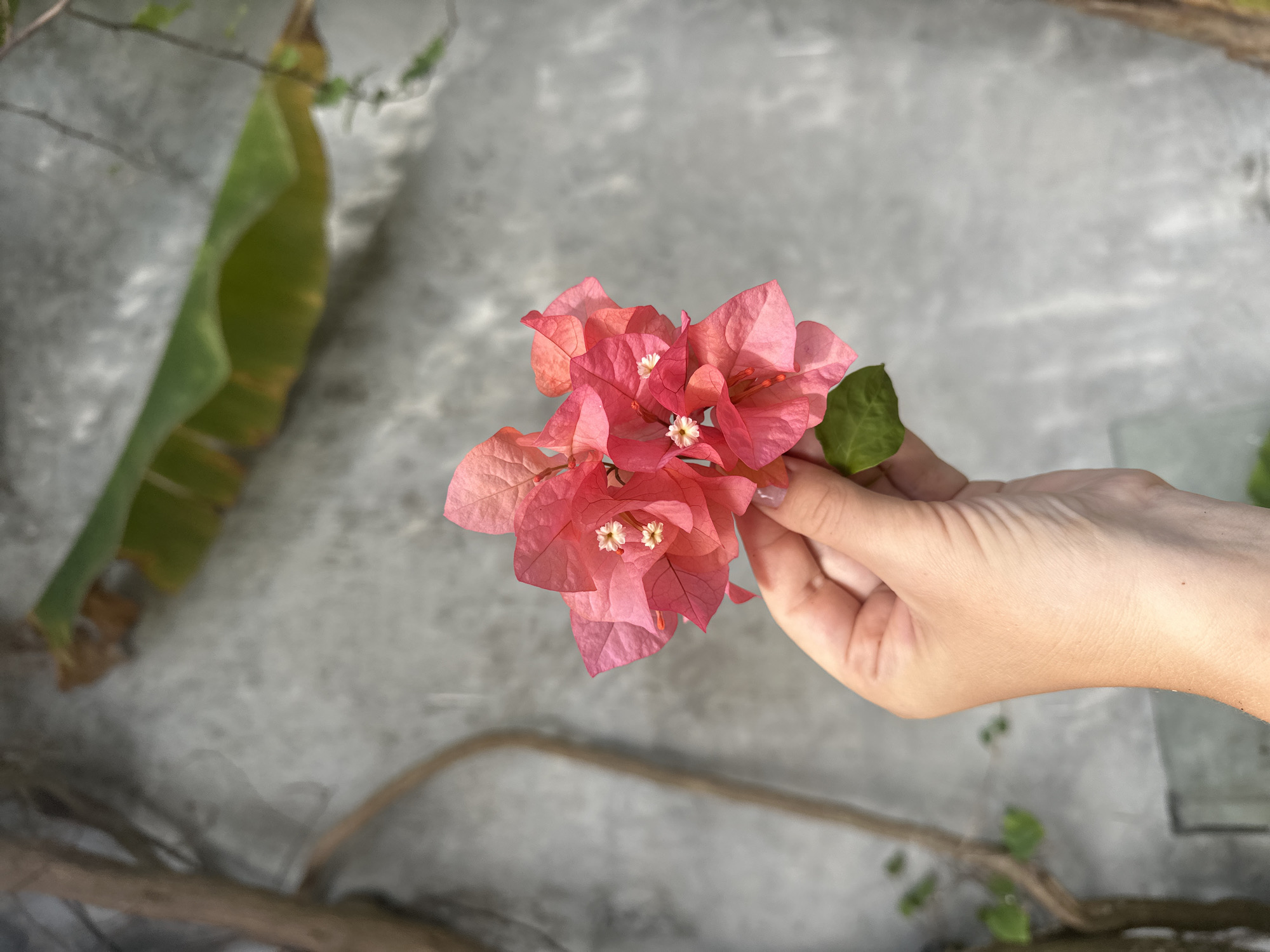 A hand holds a cluster of pink bougainvillea flowers against a textured gray wall in North Kuta, Indonesia. The background features a brown vine with green leaves and a large green leaf. The flowers are in focus, with delicate white centers and vibrant pink petals. The hand is fair-skinned with clean fingernails. The overall lighting is bright, suggesting an outdoor setting.