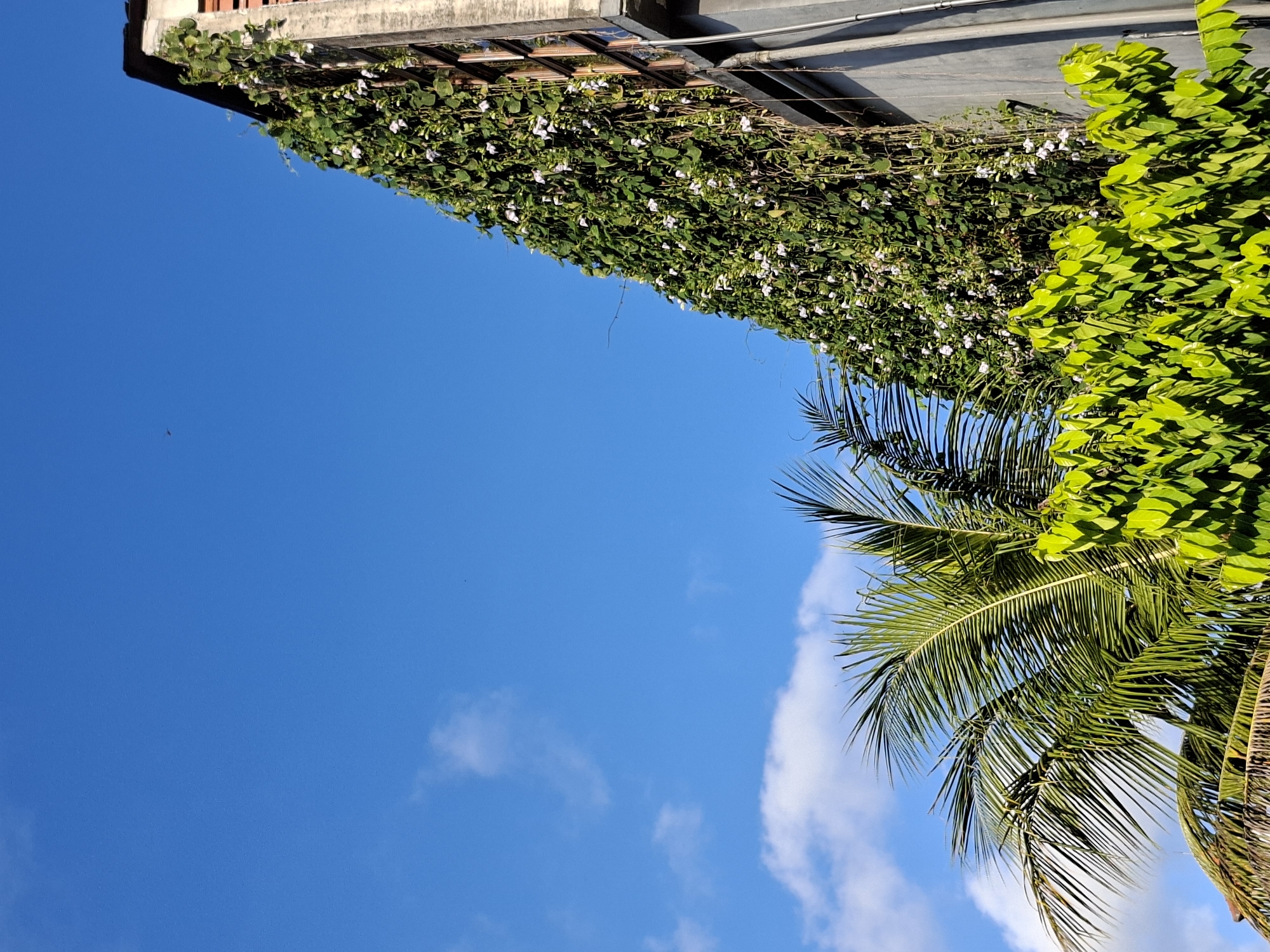 A low-angle shot, oriented diagonally, showcases a building corner, a lush vine, and a palm tree against a bright blue sky dotted with a few white clouds. The building corner is at the top left of the frame, covered with a dense green vine interspersed with small white flowers. To the right of the vine-covered corner, a patch of bright green, round leaves adds another layer of greenery. The lower right of the image is dominated by the fronds of a palm tree. The clear blue sky fills the majority of the frame. The location is likely Ubud District, Indonesia.
