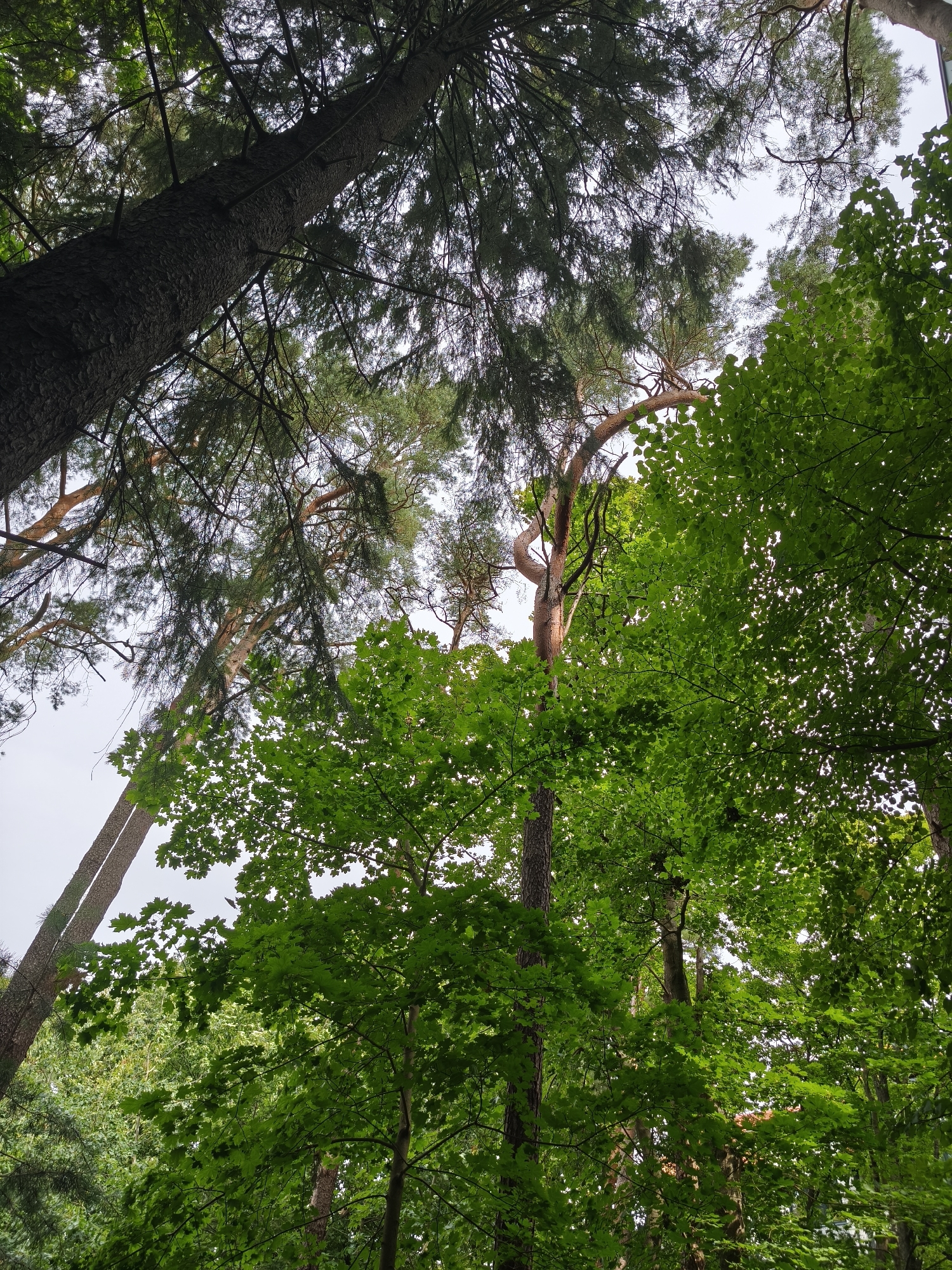 The image shows a canopy of trees from a low-angle perspective, looking upwards. Two distinct types of trees are visible. On the left, a tall, dark-barked conifer tree trunk is prominent, with its needles and branches reaching towards the sky. To the right and in the foreground, a deciduous tree with vibrant green, lobed leaves dominates the frame. The leaves are dense and appear to be in full foliage. Interspersed between these are other trees, some with lighter, reddish-brown bark and branches that curve. The sky is overcast and a pale grey, visible through the gaps in the leaves and branches. The scene appears to be a natural forest or park setting. The location is identified as Svetlogorsk, Russia. No people or actions are depicted.