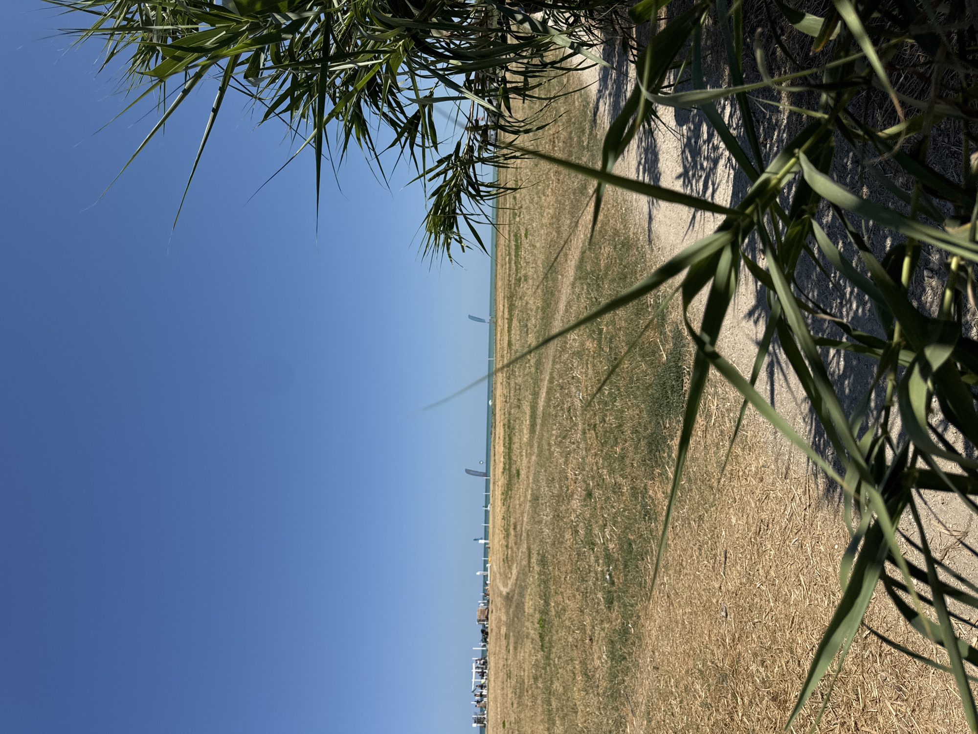 The image depicts a sunny day at the beach in San Benedetto del Tronto, Italy. In the foreground, lush green palm fronds obscure the view, casting shadows on a sandy path. Beyond the path, dry, golden grass covers a flat expanse. In the middle distance, a line of white structures, possibly beach umbrellas or tents, are set up, with a few people visible near them. Further out, the turquoise sea stretches to the horizon under a clear blue sky. Two tall, triangular banners or kites are visible in the distance, one in the sea and another on the shore, suggesting activities like kite surfing or similar water sports. The overall impression is of a tranquil, open beach setting on a bright day.
