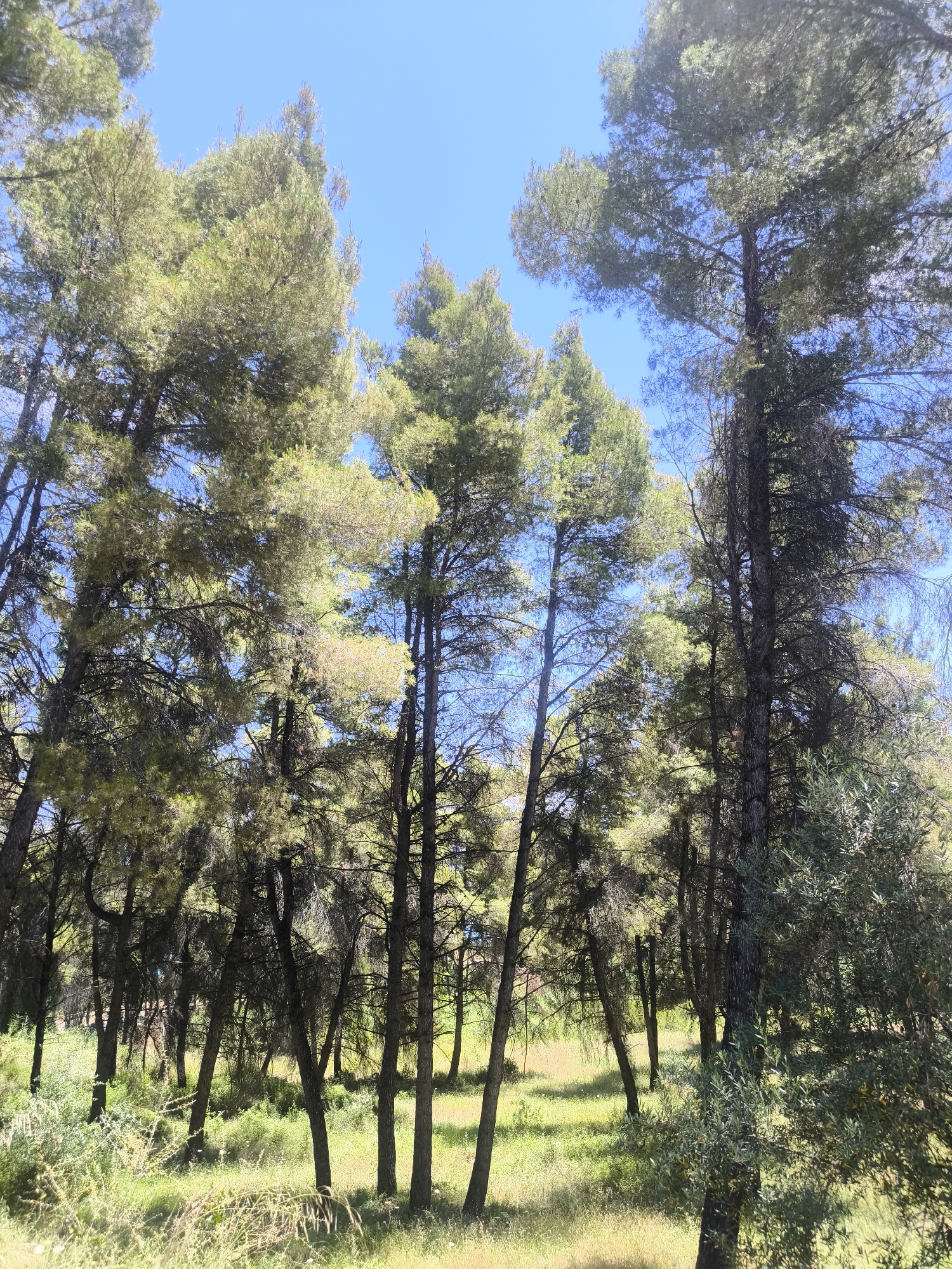 This image shows a dense forest of tall pine trees under a clear blue sky. The trees are varying in height and thickness, with some having dark, rough bark and others appearing lighter and more slender. The sunlight filters through the branches, creating dappled shadows on the grassy ground below. The undergrowth consists of green shrubs and tall, dry grasses, some of which are caught in the foreground, slightly out of focus. The overall impression is one of a natural, somewhat wild environment, likely in a park or undeveloped area within the city.