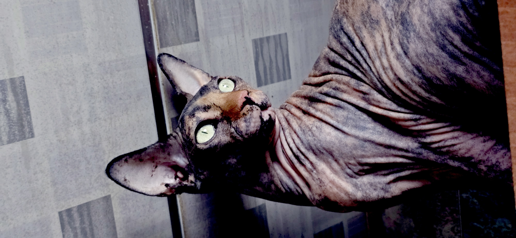 A sphinx cat with a brindle pattern and large, luminous green eyes is positioned in the foreground, its body angled to the right and its head turned to look over its shoulder. The cat's skin is folded and wrinkled, characteristic of its breed. The background consists of a tiled floor with a geometric pattern of light and dark grey squares, set against a darker, out-of-focus area at the top of the frame. The lighting appears to be artificial and casts shadows that add depth to the scene. The image was captured in Baku, Azerbaijan.