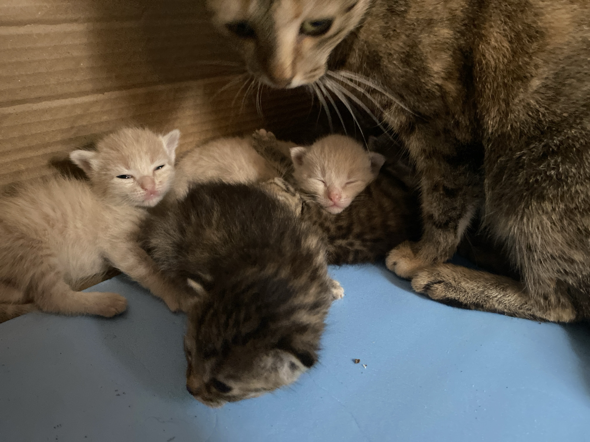 Three newborn kittens are nestled together on a blue surface. Two of the kittens are light-colored and appear to be sleeping, while a third kitten, darker in color, is positioned in the foreground, facing away from the camera. A tabby cat, presumably their mother, is partially visible in the background, looking down at the kittens. The environment appears to be indoors, possibly a cardboard box or a confined space, with wooden textured walls visible behind the cats. The scene does not contain any elements that would suggest a specific location in the city of Абызово, Russia.
