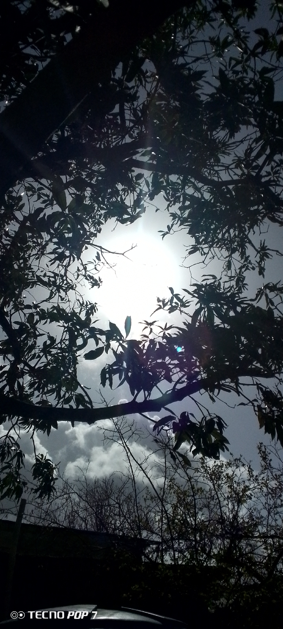 The image shows a view looking upwards through tree branches and leaves towards a bright sky, likely with the sun obscured by thin clouds. The trees appear to be in silhouette. Below the trees and sky, there are some faint bushes and an indistinct dark mass, possibly a building or vehicle. The location is claimed to be Altagracia, Venezuela, but there is no visual confirmation of the place. There are no people visible in the image. A "Tecno Pop 7" watermark appears in the lower left corner, indicating the device that captured the image.