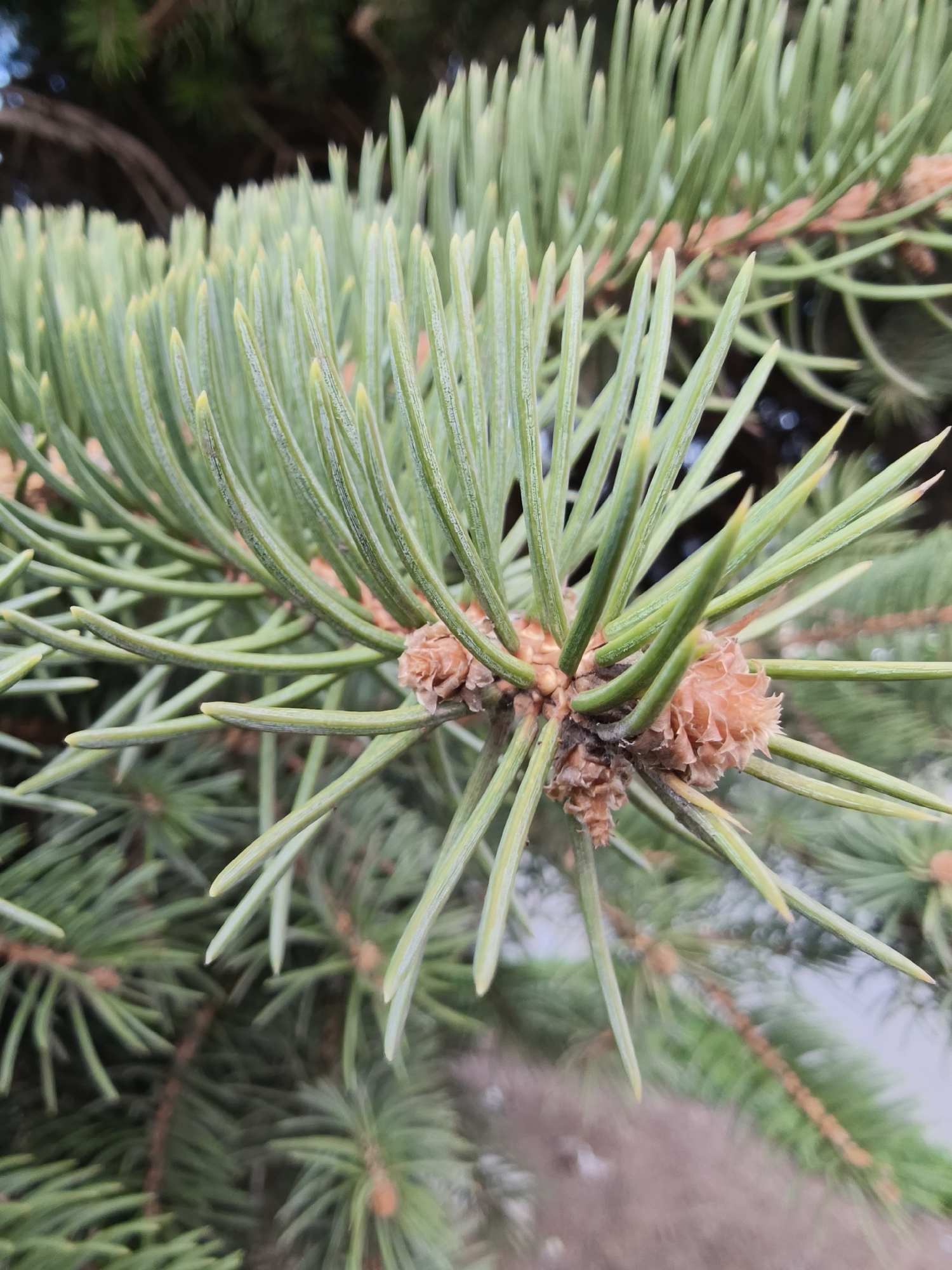 The image presents a close-up, vertical shot of a coniferous tree branch, likely a spruce or fir, situated in Kryvyi Rih, Ukraine. The primary subjects are the tree's vibrant green needles and several small, light brown to reddish-brown cones or buds clustered along the branch. The needles are stiff, individual, and radiate outwards, with some tips appearing slightly lighter or yellowish.
The photograph captures a static moment in an outdoor, natural setting. The sharp focus on the foreground branch highlights the intricate details and texture of the needles and developing cones. The background is softly blurred, showing indistinct shapes of other foliage and possibly parts of the surrounding environment, suggesting depth. The bright, natural light indicates daytime, under clear or partly cloudy weather conditions. There are no people, animals, or artificial objects visible, nor is there any discernible text within the image. The presence of the small cones suggests the tree is in an active growth or reproductive phase, characteristic of spring or early summer.