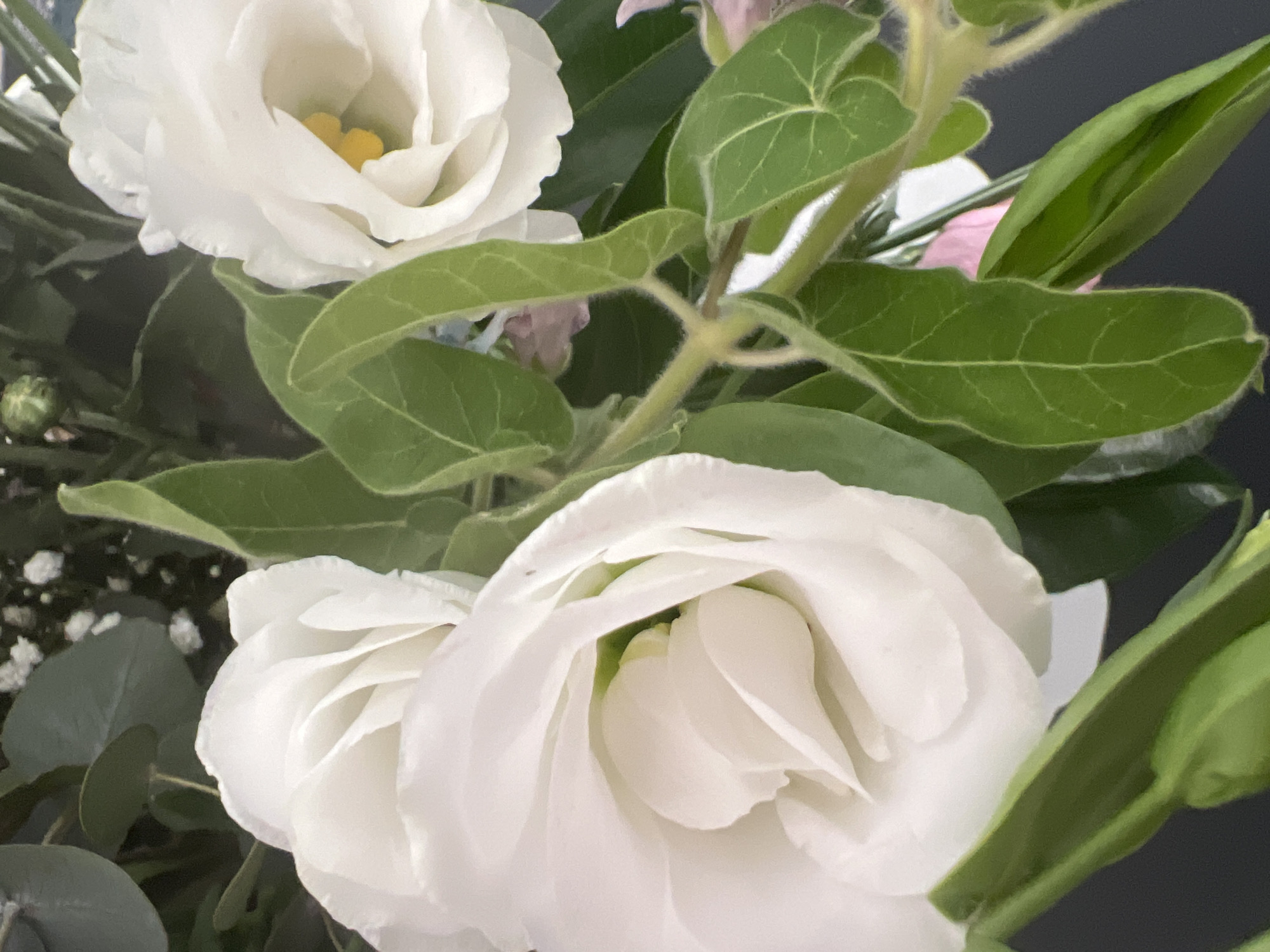 This image is a close-up, eye-level shot of a bouquet of white flowers with green leaves. The flowers appear to be Eustoma or Lisianthus, characterized by their delicate, ruffled petals and their arrangement in a clustered formation. Some of the flowers are fully bloomed, revealing their pale yellow stamens, while others are still partially closed, showcasing their tightly packed petals. The leaves are a vibrant green, with visible veins and a slightly fuzzy texture on their stems.
The bouquet is likely situated indoors, given the soft, diffused lighting that highlights the textures and forms of the flowers. The background is dark and out of focus, suggesting that the bouquet is the primary subject of the photograph. There are no people or animals visible in the image.
Regarding the location in Hof HaCarmel Regional Council, Israel, the image itself does not contain any explicit visual cues such as landmarks, signage, or unique geographical features that would definitively place it in that specific region. Therefore, without additional context or metadata, it is not possible to confirm or deny its presence in Hof HaCarmel Regional Council based solely on the visual information provided in the image.