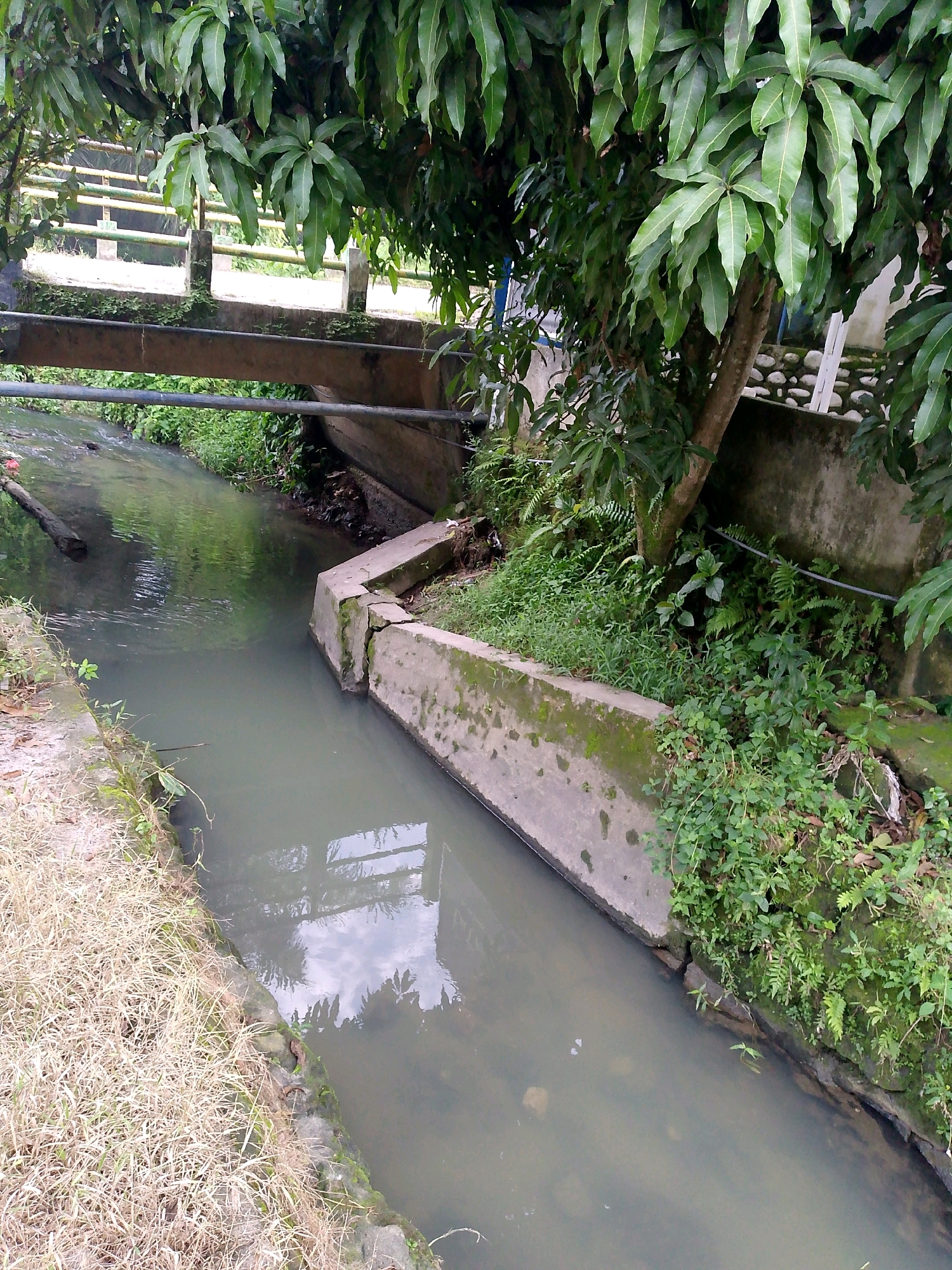 This image depicts a narrow canal in Dolok Merawan, Indonesia, running through a vegetated area. The canal has concrete retaining walls, with one side lined with dry grass and the other with lush green plants and ferns. A large tree with broad leaves, possibly a mango tree, overhangs the canal and a concrete bridge. The water in the canal is murky and reflects the surrounding vegetation and sky. There is a piece of driftwood floating in the canal. In the background, a concrete bridge spans the canal, supported by pillars and metal railings. A stone wall and some structures are visible beyond the bridge. No people are present in the scene. The overall impression is one of a rural or semi-rural environment with functional infrastructure.