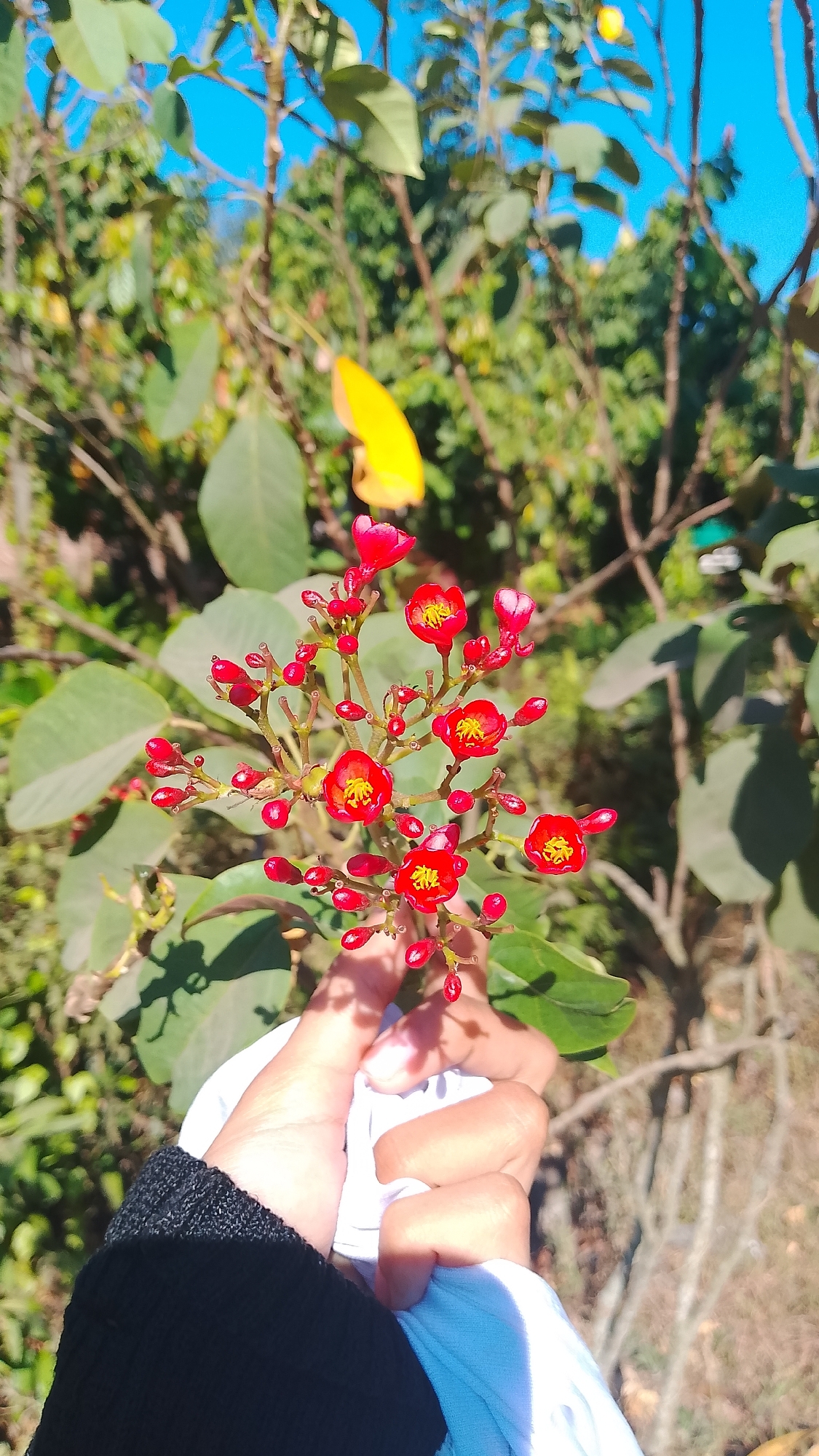 In the city of Pancoran, Indonesia, a close-up shot focuses on a cluster of small, vibrant red flowers with yellow centers. These flowers are arranged on thin stems, some of which are still in bud form. A person's hand, partially visible at the bottom of the frame, holds a white piece of cloth, gently supporting the plant. The background is a blur of green foliage and branches, suggesting an outdoor, natural setting, with a clear blue sky visible above. The lighting indicates it is daytime, with sunlight casting subtle shadows.
