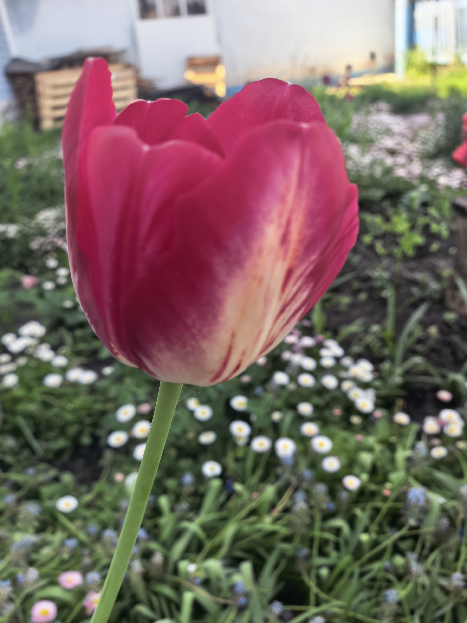 A close-up shot shows a red and white tulip in a garden setting. The tulip is in focus and takes up a large portion of the frame. The stem is green. In the background, there are small white flowers interspersed with green grass and some blue flowers. A blurred building with white walls can be seen in the distance, along with wooden pallets. The location is likely in the city of Sterlitamak, Russia.