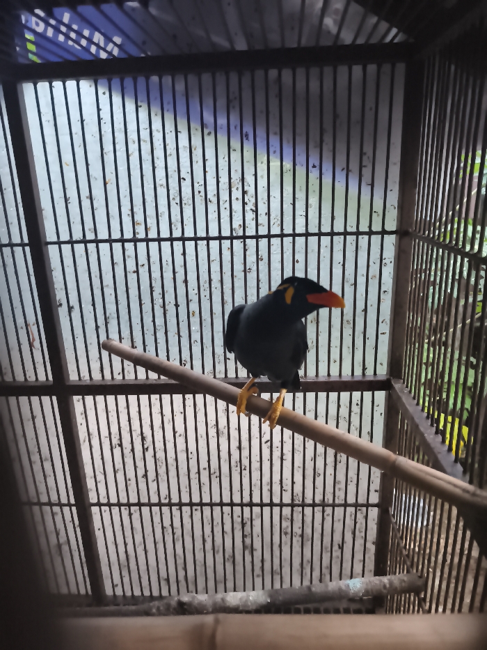 A black bird, likely a myna, perches inside a cage. It has yellow legs and a red beak. The cage is constructed of dark metal bars, with a cloudy background visible through them. A wooden perch runs horizontally across the center of the cage, and another rougher, splintered one sits at the bottom. The overall lighting appears to be somewhat dim.