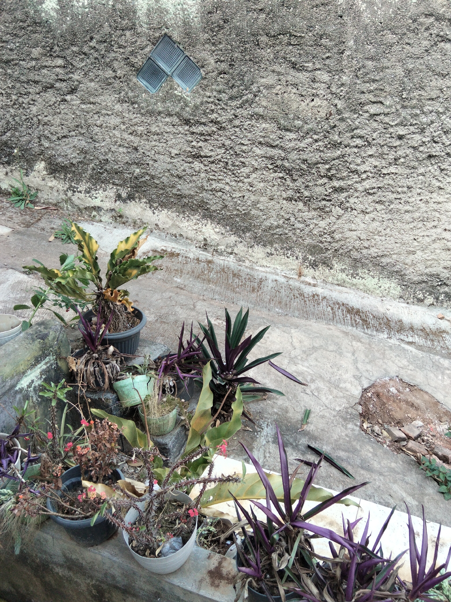 The image depicts an outdoor scene with several potted plants placed against a textured concrete wall. The wall, likely part of a building or a retaining structure, has a rough, grey finish with some darker patches and what appear to be four square, translucent vents or windows near the top. A narrow, sloped concrete path runs below the wall, with various plants in pots of different sizes and colors arranged on it and on a raised ledge.
Among the plants are several with vibrant purple leaves, a plant with green and yellow variegated leaves, and at least two plants with thin stems and small red flowers, possibly a variety of Crown of Thorns. Some plants appear well-maintained, while others show signs of wilting or dryness. The ground is a mixture of concrete and exposed earth.
The scene suggests a residential or possibly a commercial outdoor space, likely in a warm climate given the types of plants. The presence of concrete structures and the general appearance are consistent with urban or suburban environments in Indonesia, and the specific mention of Bandung City implies this is the likely location. There are no people visible in the image. The lighting suggests it is daytime, with shadows indicating the sun is at an angle, but not directly overhead. The overall impression is one of an outdoor area with a focus on greenery amidst a somewhat utilitarian concrete backdrop.