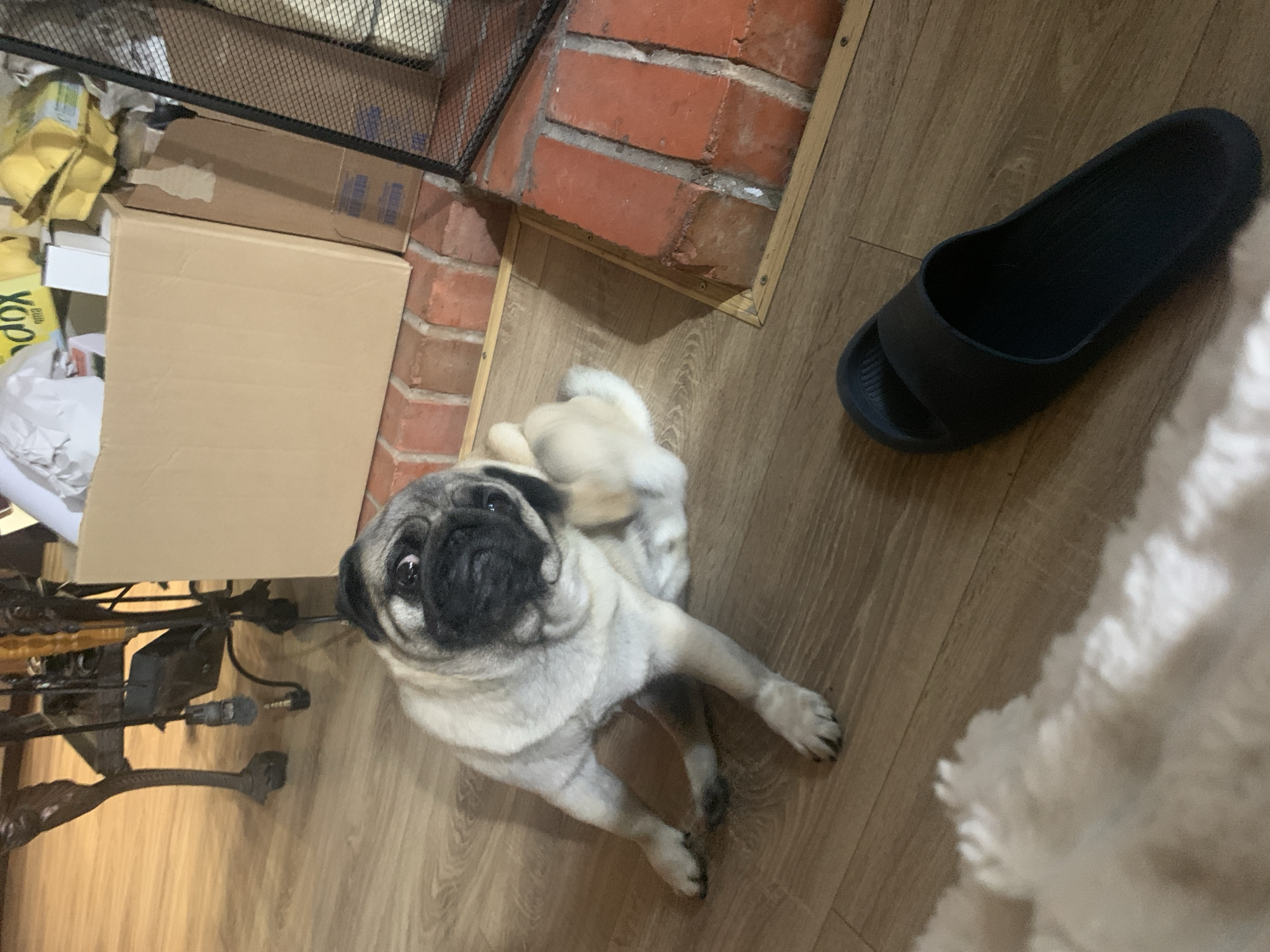 The image shows a pug dog lying on a wooden floor next to a brick fireplace. To the right of the pug is a dark blue sandal. In the background, there are cardboard boxes and some crumpled white paper. The pug is looking up at the camera with its mouth slightly open. The lighting suggests it is daytime indoors. The scene appears to be a domestic setting, possibly a living room with a fireplace. There is a black metal grate in front of the fireplace. No visible text is present on the dog or the objects in the foreground. The overall impression is a casual, indoor snapshot of a pet. The location context provided is Sergeevo, Russia, which could be the setting for this image.