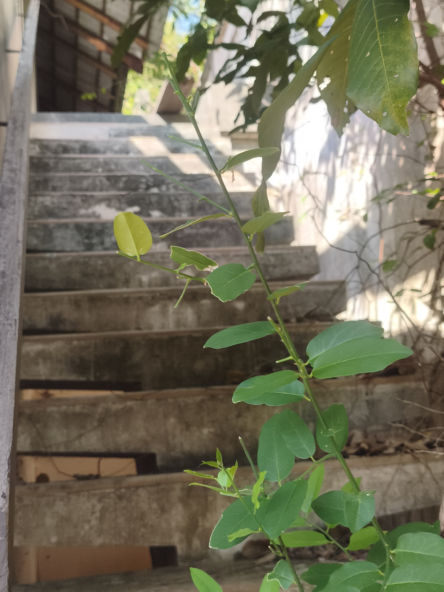 The image shows a concrete staircase with a green vine in the foreground. The staircase is weathered and shows signs of age. The vine has small, green leaves and is growing up along the side of the staircase. In the background, there is a building with a roof. The location is บ้านบางรักษ์, Thailand.