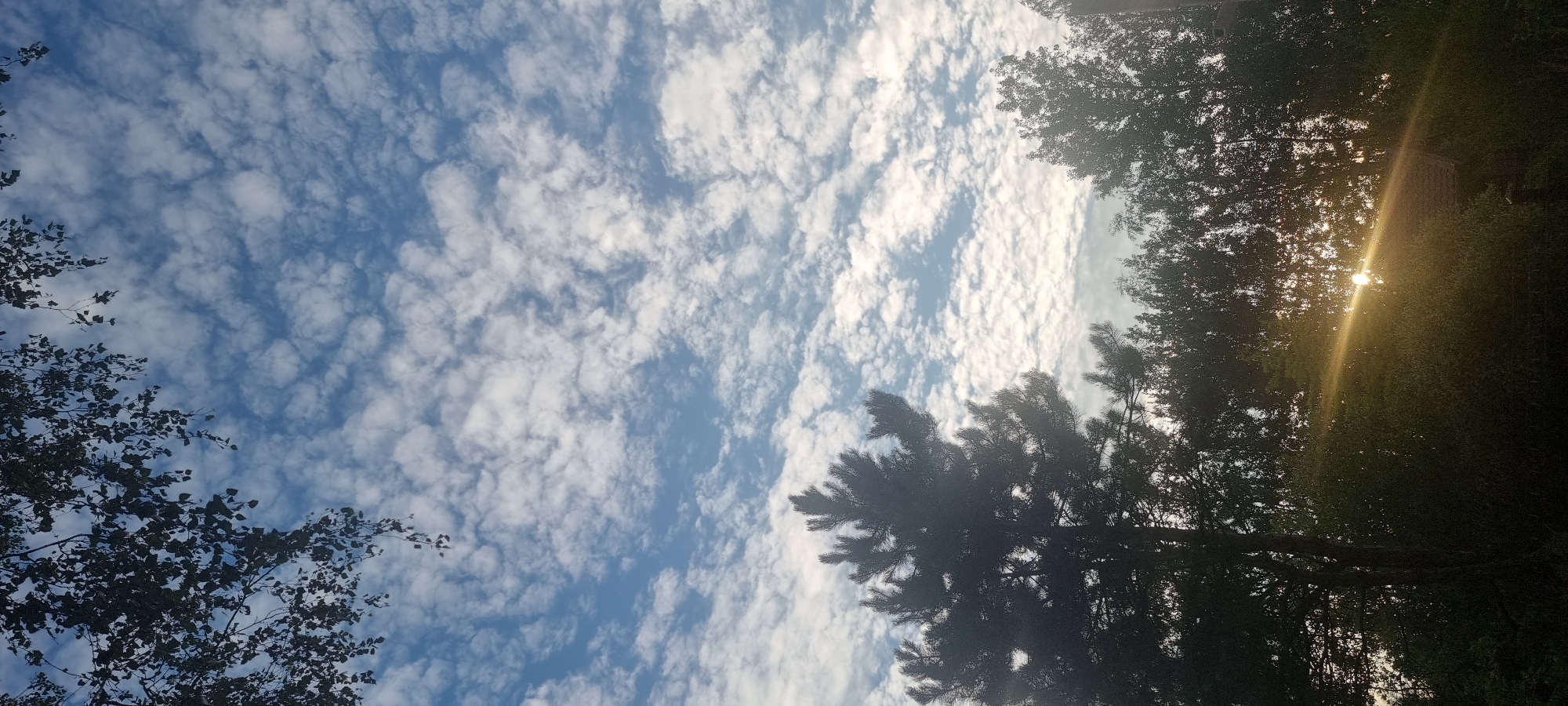 The image captures a serene outdoor scene, likely in Szczaki, Poland, dominated by a sky filled with scattered, puffy white clouds against a backdrop of clear blue. In the foreground, the silhouetted forms of trees partially obscure the view. On the left, the dark branches and leaves of a deciduous tree hang from the top of the frame, while a tall pine tree stands prominently in the lower left quadrant, its dark needles a stark contrast to the bright sky. A dense line of trees forms the horizon, with the sun, a brilliant orb, peeking through the foliage on the right, casting a warm, golden ray across the scene, creating a lens flare effect. The overall impression is one of natural beauty and tranquility.