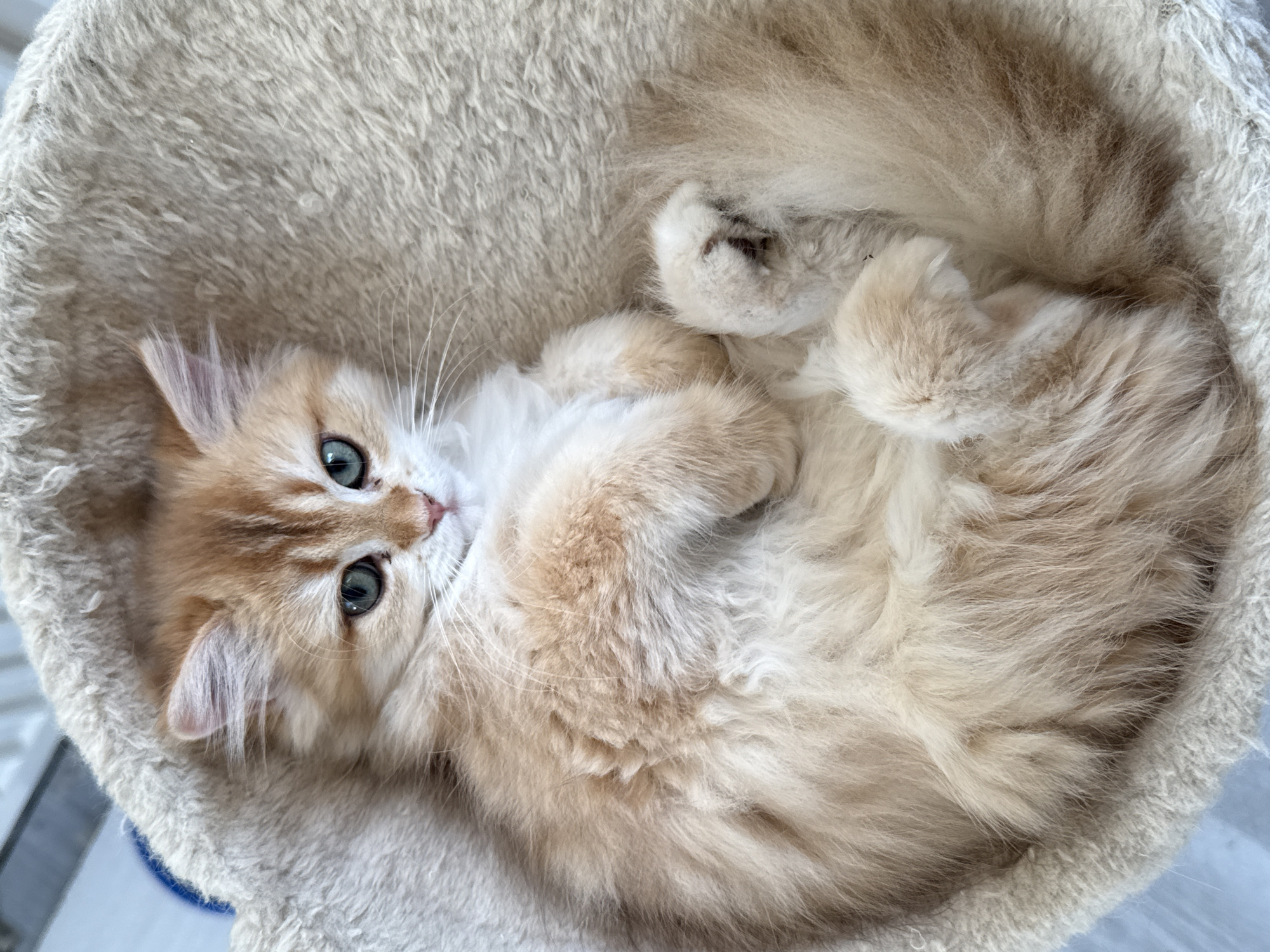 A fluffy, ginger and white kitten is curled up in a beige, plush cat bed. The kitten's eyes are open and a striking green, and its gaze is directed slightly upwards and to the left. Its fur is a mix of light orange and white, with darker ginger markings on its head and back. One of its front paws is tucked under its chin, while the other is resting on its chest. Its tail is curled around its body. The cat bed is round with high, padded sides, creating a cozy enclosure for the kitten. The background is blurred but appears to be an indoor setting. The image does not contain any information related to the city of Yurukovo, Bulgaria.
