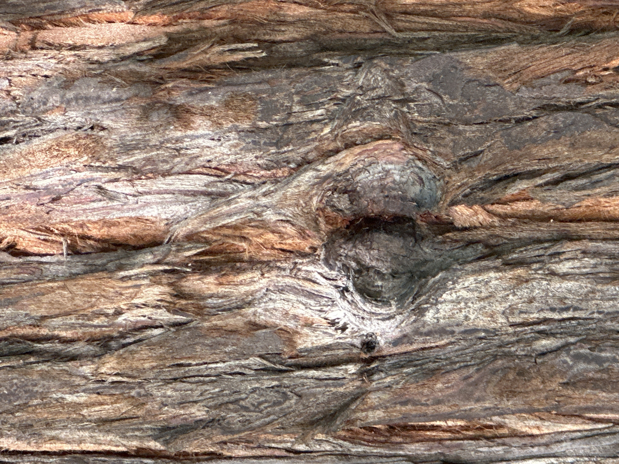 The image shows a close-up, detailed view of the textured bark of a tree. The bark is rough and deeply grooved, with a color palette dominated by shades of brown, grey, and hints of reddish-orange. There are visible vertical striations and some fibrous, stringy sections, particularly on the right side. A distinctive knot or burl is prominently featured in the center of the image, appearing as two rounded, darker protrusions with a lighter, more textured surface surrounding them. The lighting suggests it is daytime, casting subtle shadows that accentuate the bark's contours. The overall impression is of an aged, weathered tree trunk. There are no people or man-made objects visible. The image is a detailed macro shot of tree bark, and no specific location in Sochi, Russia can be determined from it.