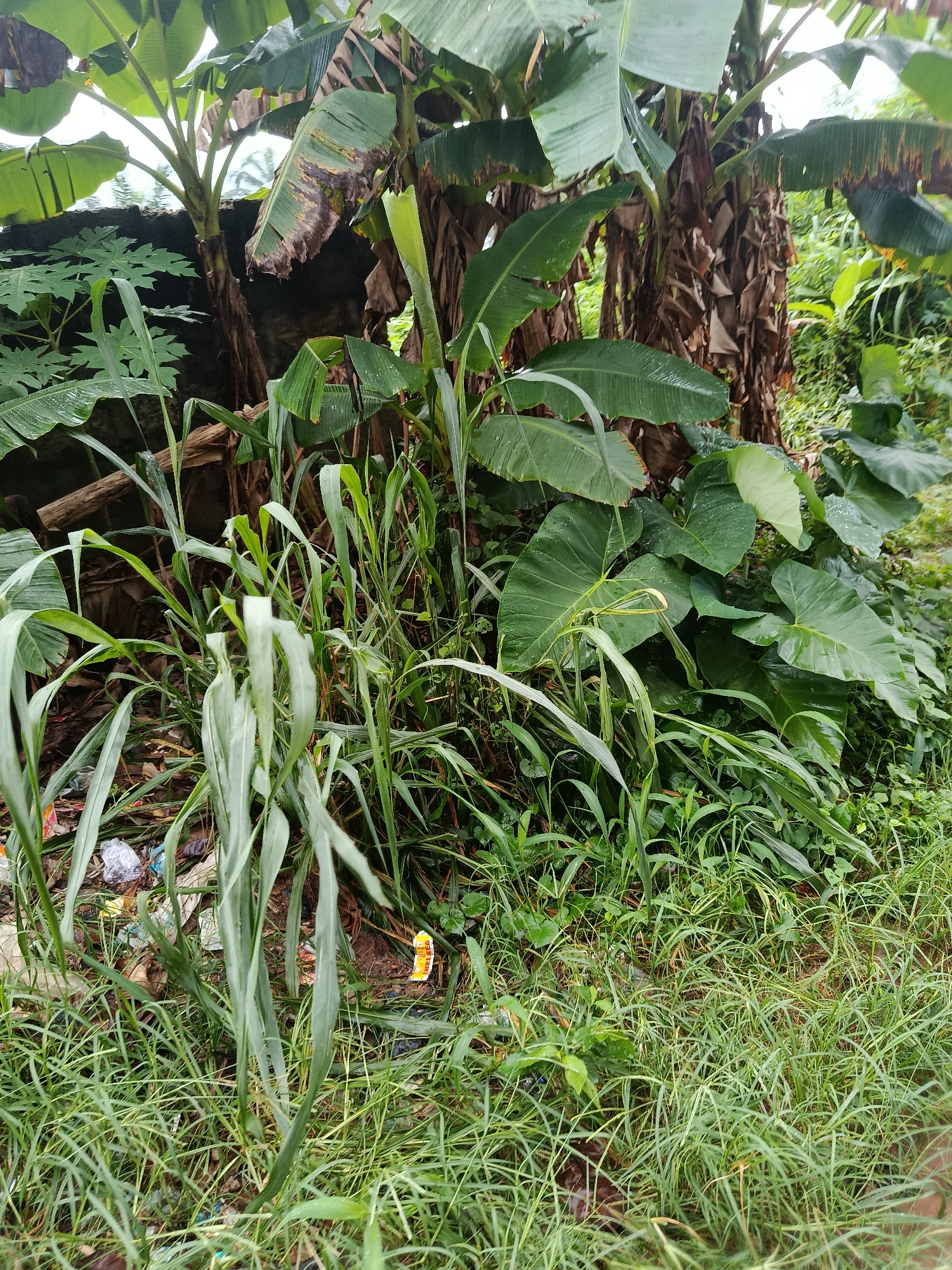 The image depicts a lush, overgrown natural environment, likely located near a wall in Ukpor, Nigeria. Tall banana trees with large, green leaves dominate the background, some showing signs of brown, dried edges. Beneath the banana trees, a dense collection of tall, green grass and other plants creates a wild, untamed appearance. In the lower left portion of the image, a small amount of litter is visible amongst the vegetation, including plastic wrappers. The ground appears to be damp, with water droplets visible on some of the leaves, suggesting recent rainfall. The overall scene is one of abundant natural growth, with a slight hint of human presence through the scattered litter.