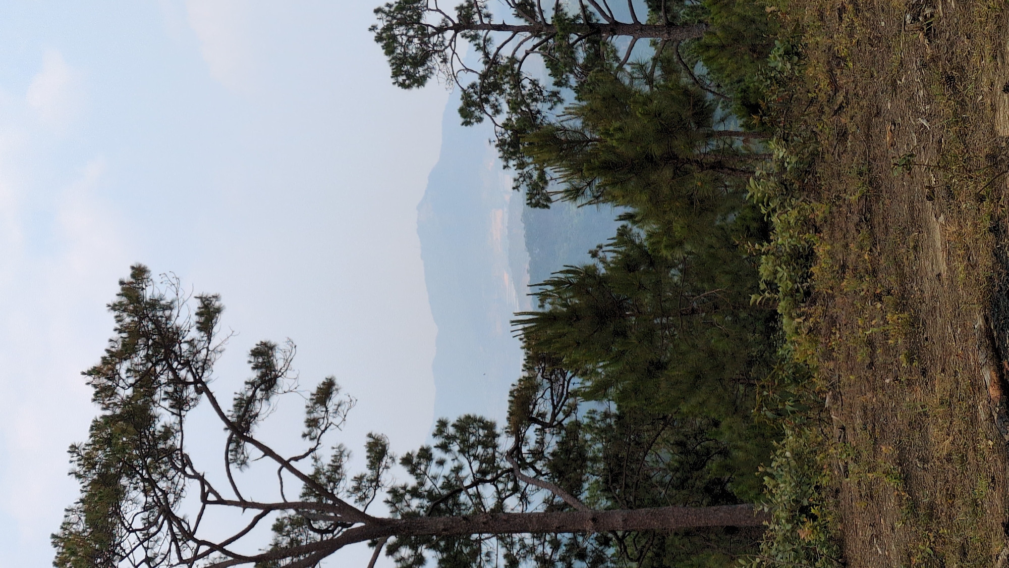 A landscape shot in Lang Biang - Da Lat, Vietnam shows a mountainside vista under a hazy sky. Trees with dense foliage frame the view, positioned on the right and left sides. The earth slopes down from right to left. A mountain range is visible in the distance through a break in the trees. Vegetation, including grasses and small plants, cover the ground in the foreground.