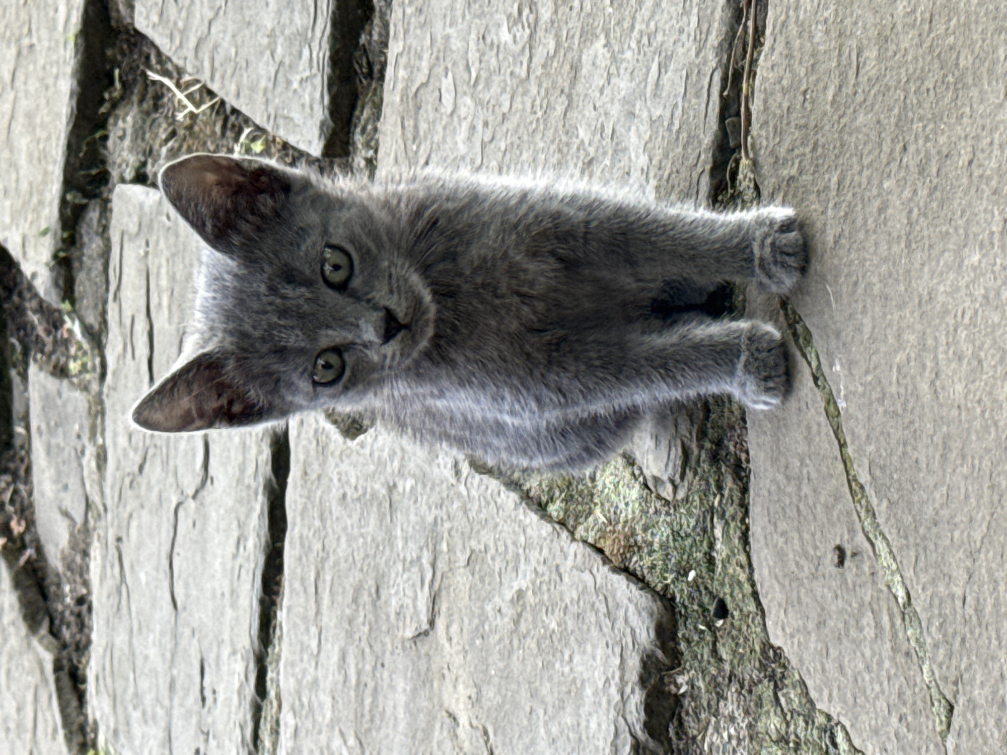 A close-up, eye-level shot captures a small, grey kitten sitting on a pathway made of irregular, flat stones. The kitten is facing forward, with its ears perked up and large, green eyes looking directly at the camera. Its fur appears soft and slightly ruffled. The stone pathway is weathered, with visible cracks and patches of moss and dirt between the stones. The background shows more of the same stonework, suggesting an outdoor setting, possibly in a garden or courtyard. The lighting is natural and appears to be from an overcast day. There is no evidence to suggest this location is in Ekzarh Antimovo, Bulgaria.