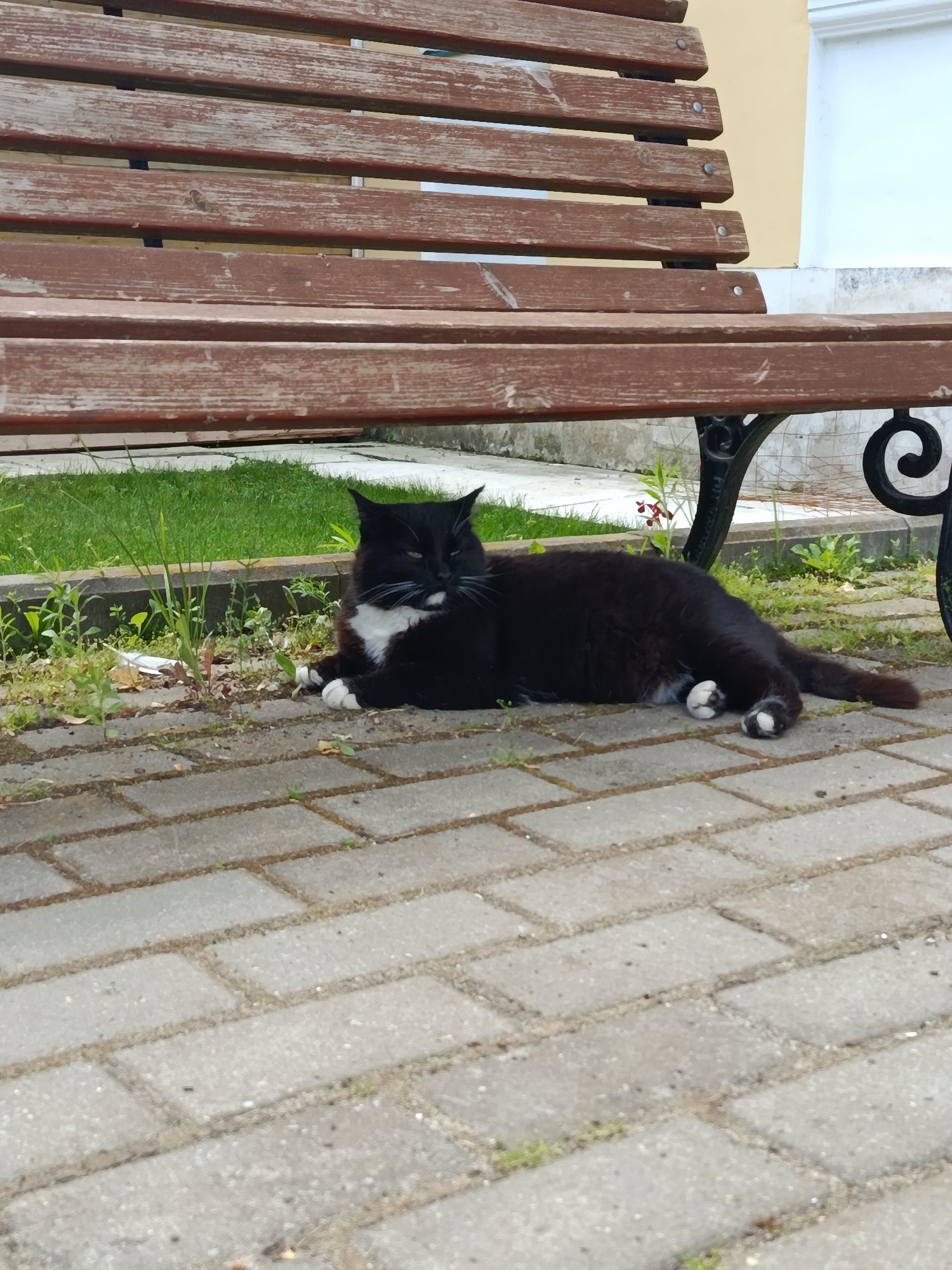 A black and white cat is lying on a paved surface near a wooden bench. The cat has white paws and a white patch on its chest and face. It is resting in the shade of the bench. The bench is made of dark wood with metal legs. The paved surface is made of gray rectangular bricks. In the background, there is green grass and some small plants. The scene appears to be in a public outdoor area, possibly a park or a street in Radovitsy, Russia.