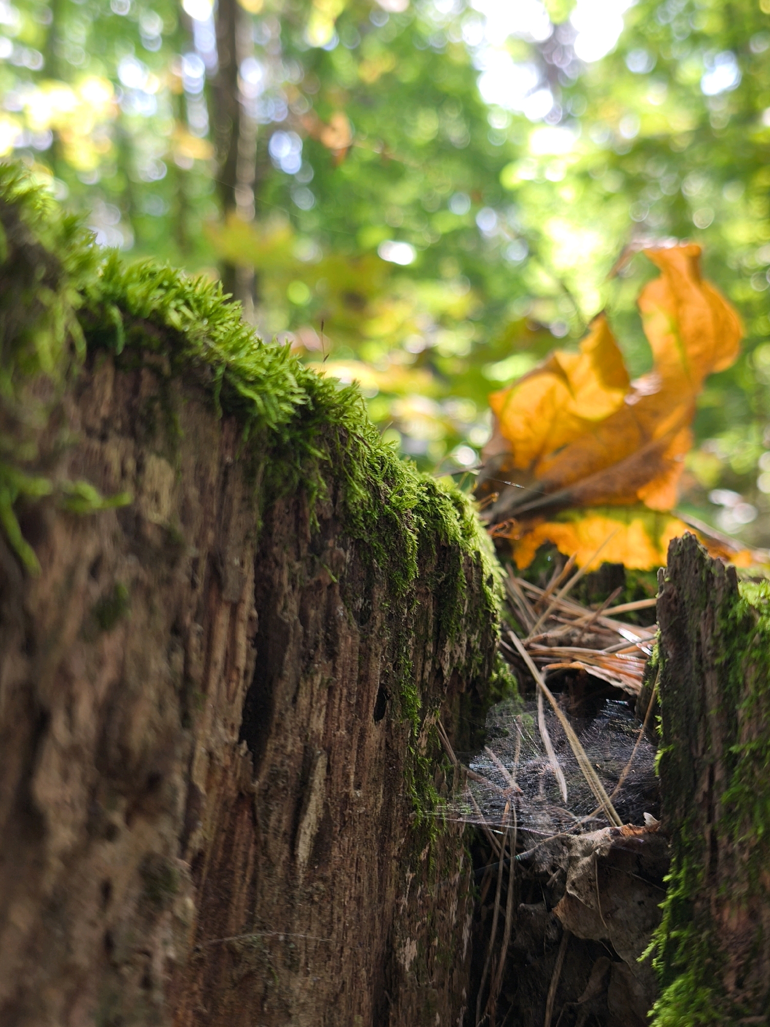 The image captures a close-up view of a moss-covered tree stump in a forest setting. The foreground is dominated by the textured bark of the stump, lush with vibrant green moss. A small spiderweb is visible in the crevice of the stump, catching light. In the blurred background, out-of-focus yellow autumn leaves and green foliage create a soft bokeh effect, suggesting a woodland environment. The scene is devoid of any human presence or discernible urban elements, making it impossible to determine a specific location within the city of Mahilyow, Belarus, or any other city. The overall impression is one of a natural, undisturbed forest floor.