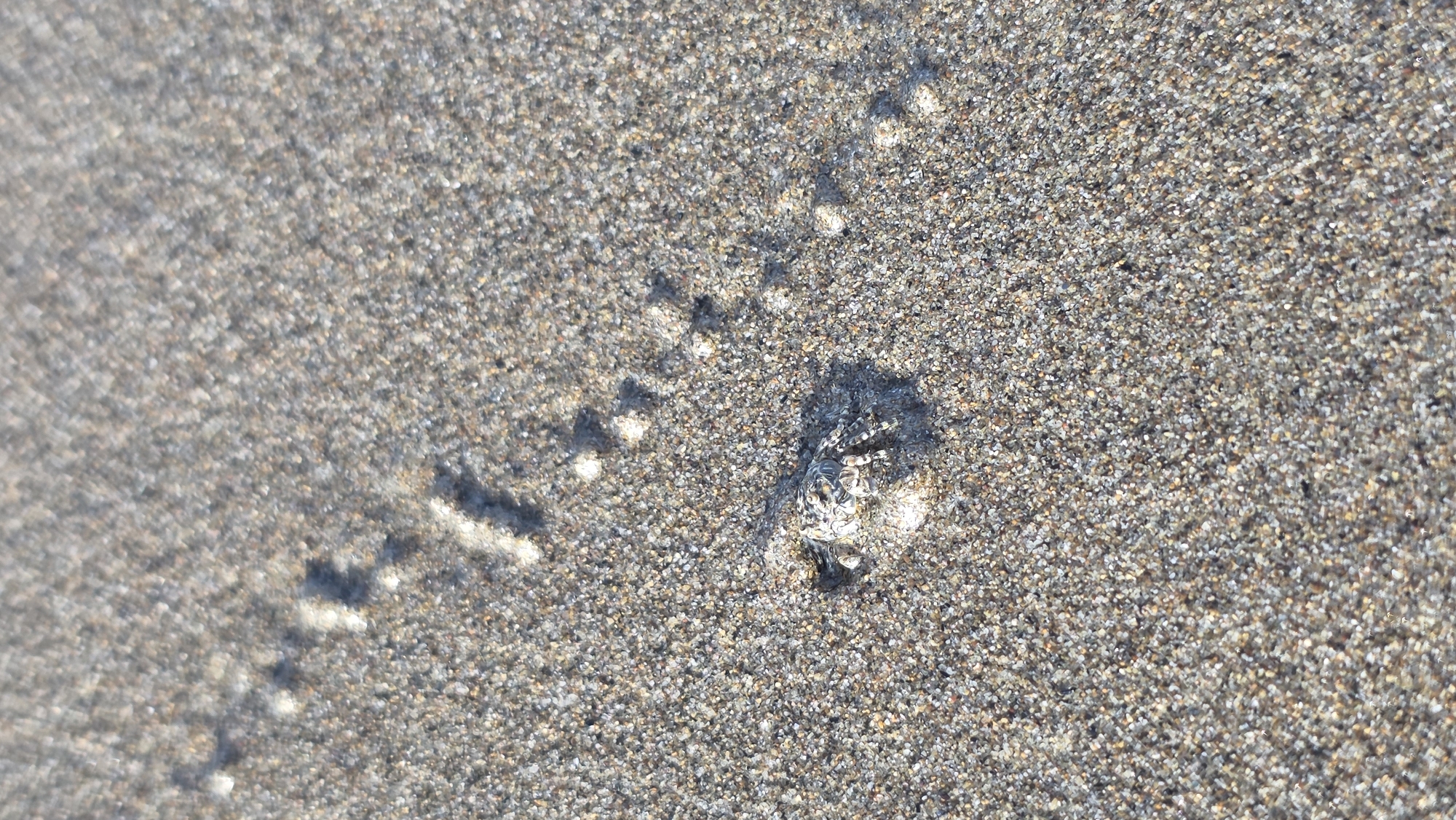 The image shows a small crab on a sandy surface, possibly a beach. There is a trail of depressions or prints leading away from the crab, suggesting movement. The sand appears to be a mix of light and dark grains. The image may have been taken in the vicinity of Keudekruenggeukueh, Indonesia, as per the prompt. There are no discernible people.