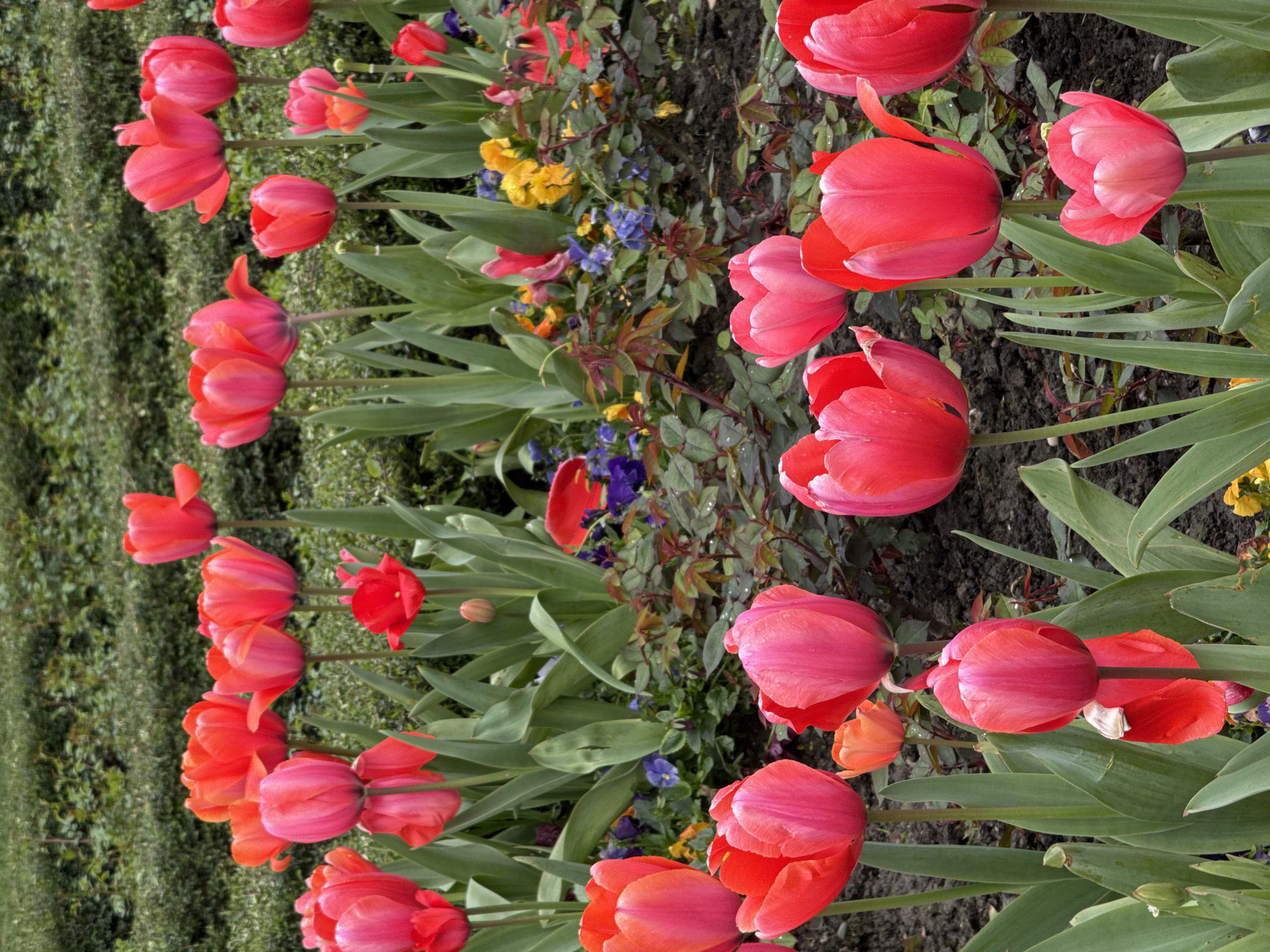 The image shows a flower bed of red tulips, possibly in Sochi, Russia, based on the instructions. The tulips are in full bloom, their petals a vibrant red. Some other small yellow and blue flowers are also present. The background is a mix of green foliage and soil. The flowers are densely packed together, creating a colorful and visually appealing scene. The camera angle is slightly elevated, looking down at the flower bed.