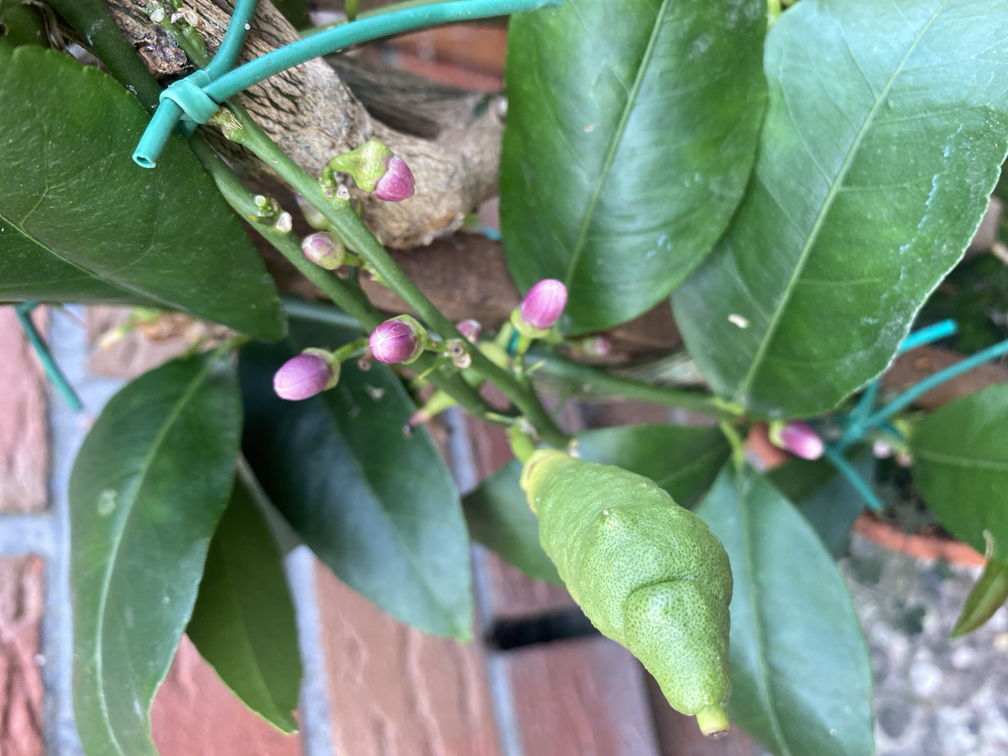 A small, green, unripe citrus fruit, likely a lemon, grows on a branch with several pink flower buds and large green leaves. The branch is supported by a thin green wire tied to a woody stem. In the background, a red brick wall is visible. The scene is set outdoors.