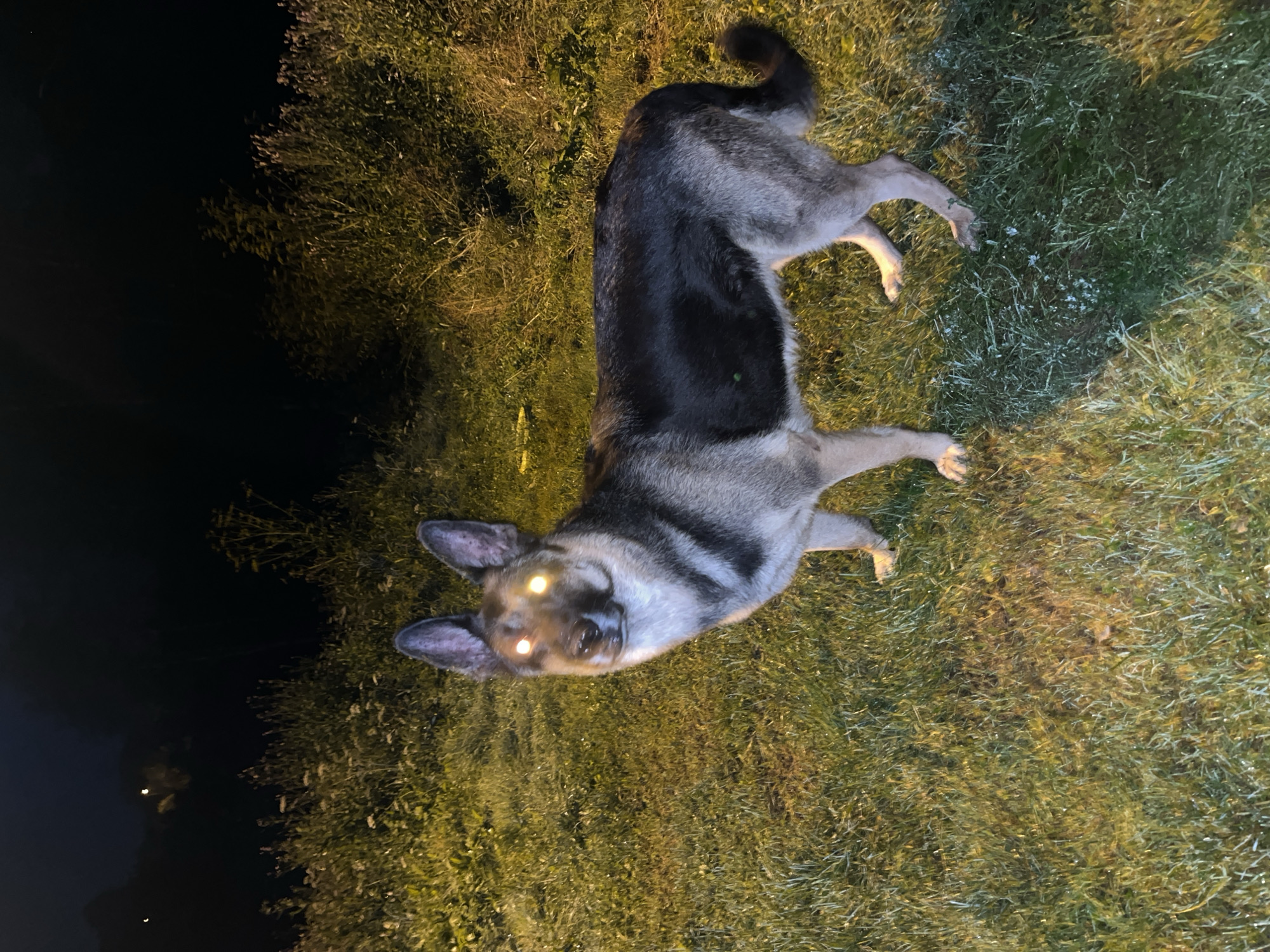 A German Shepherd stands in a grassy area at night. The dog's eyes reflect light, appearing to glow. The background is dark with some vegetation and indistinct lights in the distance. The scene is outdoors, likely in a suburban or rural setting, given the presence of grass and wild plants. The location in Nizhny Tagil, Russia is not evident from the image itself.