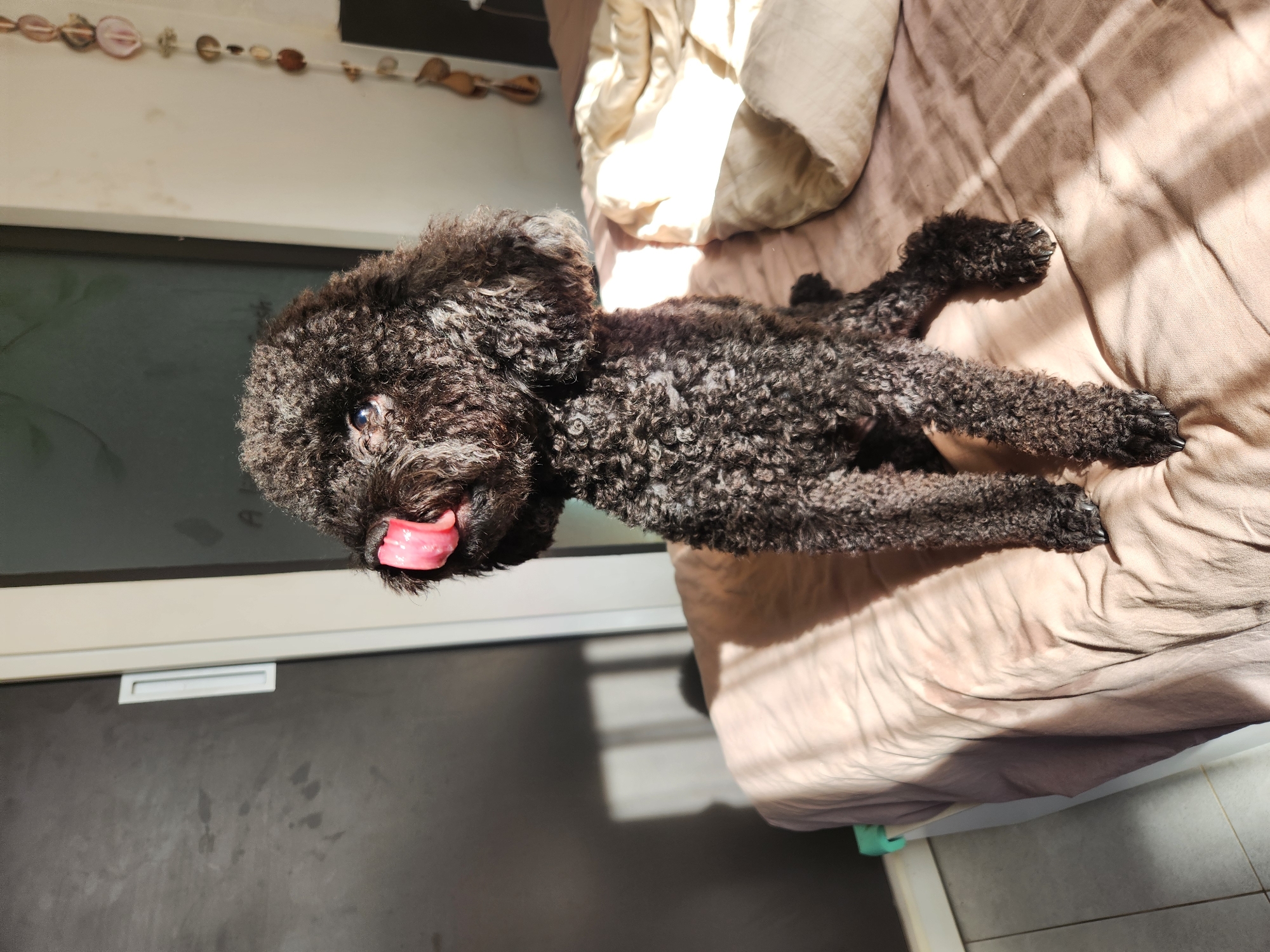 A black poodle with its tongue out is sitting on a bed in a room. The dog is positioned in the center of the frame, facing slightly to the left. The bed is covered with a pinkish-brown comforter, which is bathed in sunlight creating distinct shadows. In the background, a dark closet door is visible on the left, and a white wall with decorative hanging objects and a bed is on the right. The environment suggests a domestic setting, possibly a bedroom in an apartment. There is no discernible information in the image to suggest a location in Đà Nẵng, Vietnam.