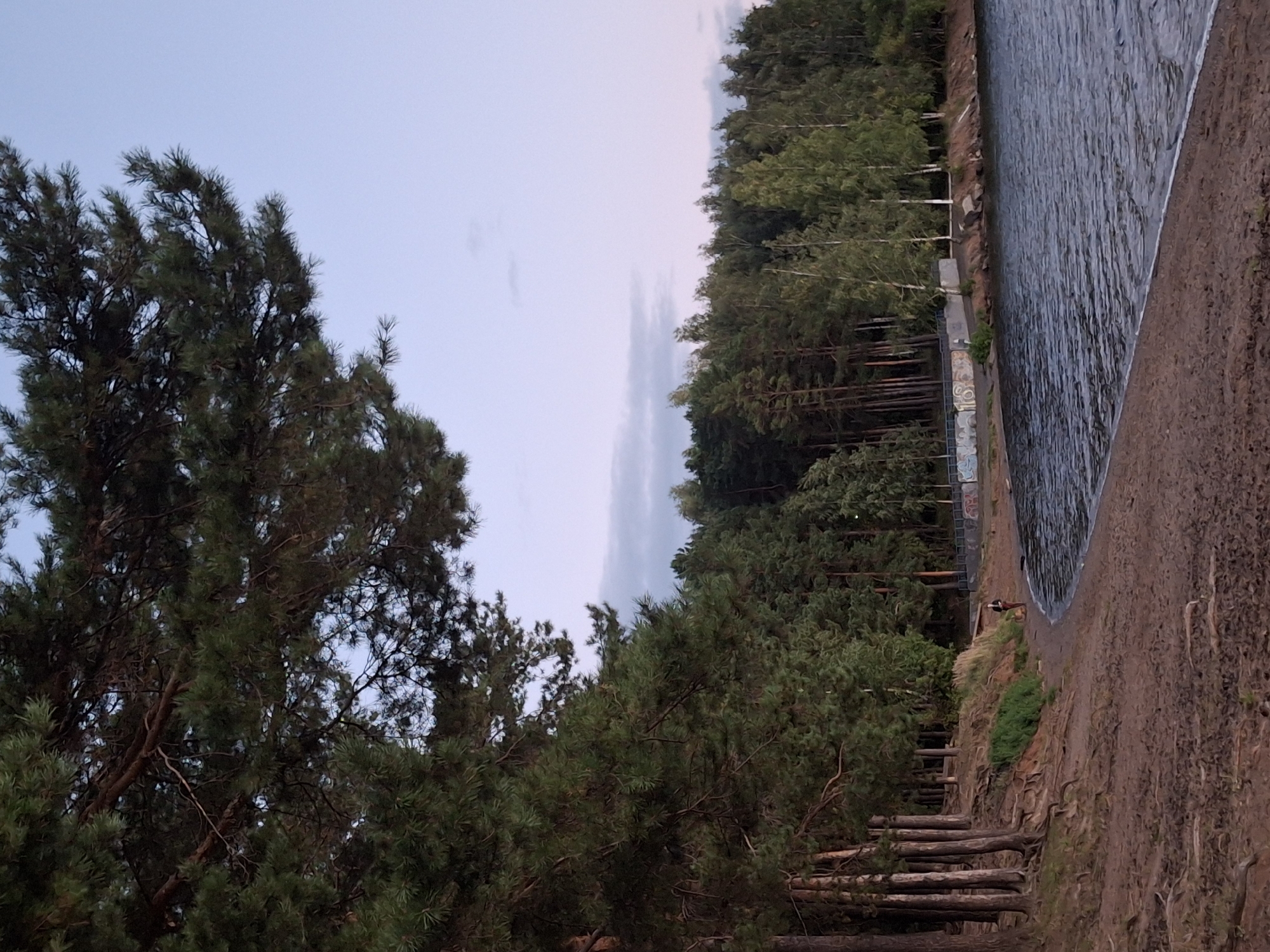 A serene, low-angle, full shot captures a beach scene in Chaikovsky, Russia, with a person walking their dog on a sandy shore. The beach, composed of sand and exposed tree roots, slopes down to meet the rippling water of a lake or reservoir. A dense forest of pine and birch trees lines the far bank of the water, creating a natural backdrop. The sky is a pale, dusky blue with faint clouds, suggesting either early morning or late evening. In the mid-ground, a low wall adorned with graffiti separates the treeline from a path. The overall impression is one of peaceful, natural beauty.