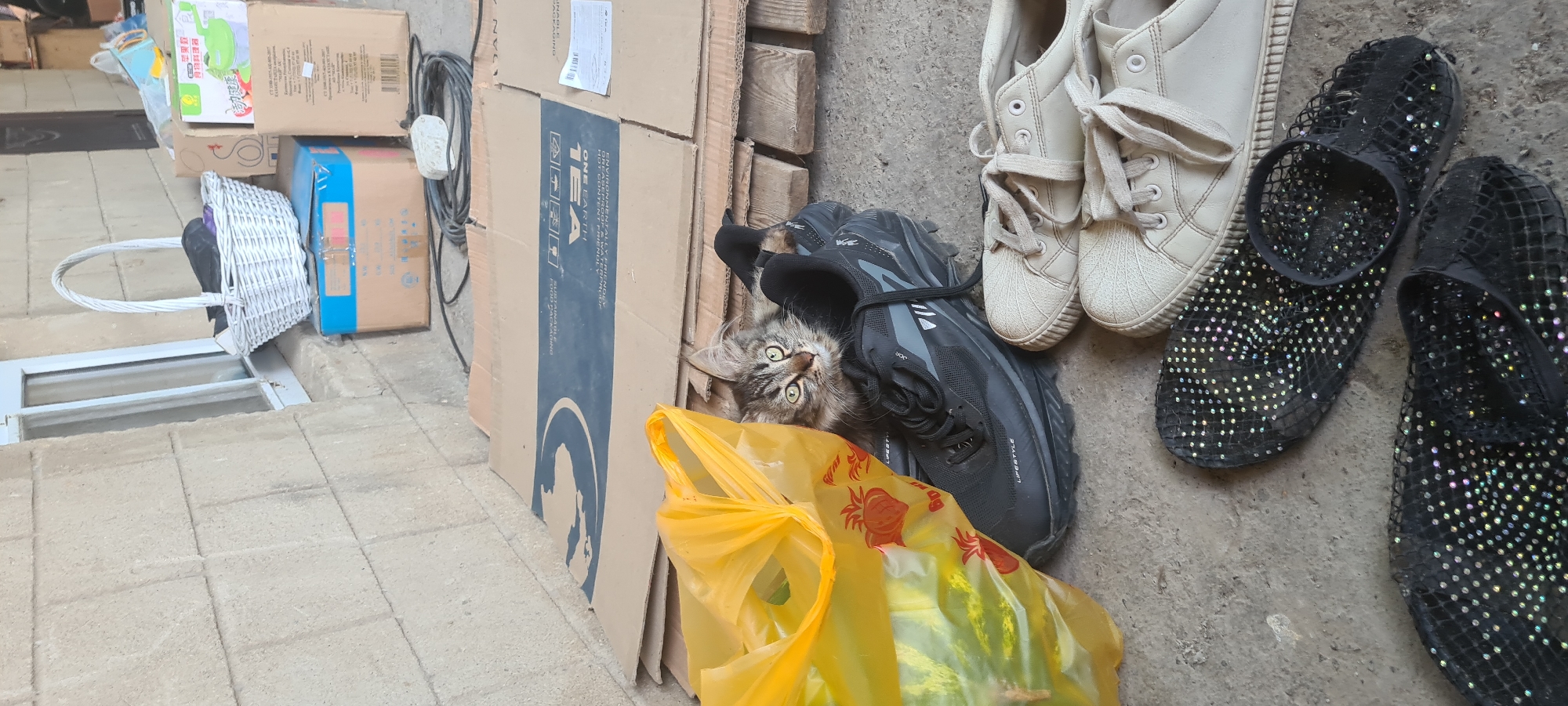 A medium shot shows a tabby cat peeking out from inside a black sneaker. The cat has green eyes and is looking directly at the camera. The sneaker is on the ground next to a yellow plastic bag. Also on the ground are two pairs of white sneakers and two pairs of black embellished slippers. In the background, there are stacks of cardboard boxes and a white woven basket. The scene appears to be outdoors, possibly in a storage area. The location is identified as Belbulak, Kazakhstan.