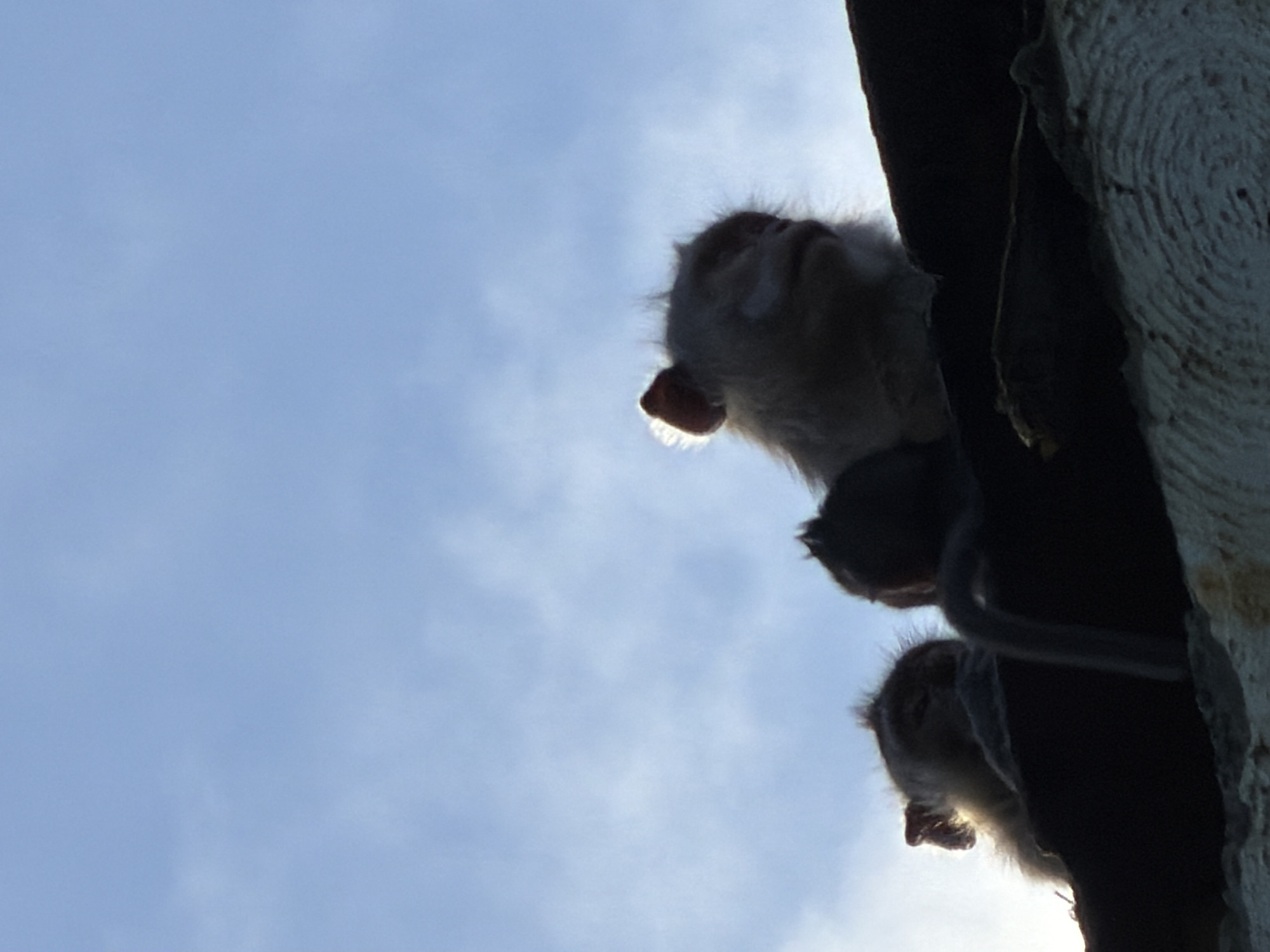 View from below of three monkeys in Kuta Selatan, Indonesia. The monkeys are perched along a stone ledge, with the blue sky visible behind them.