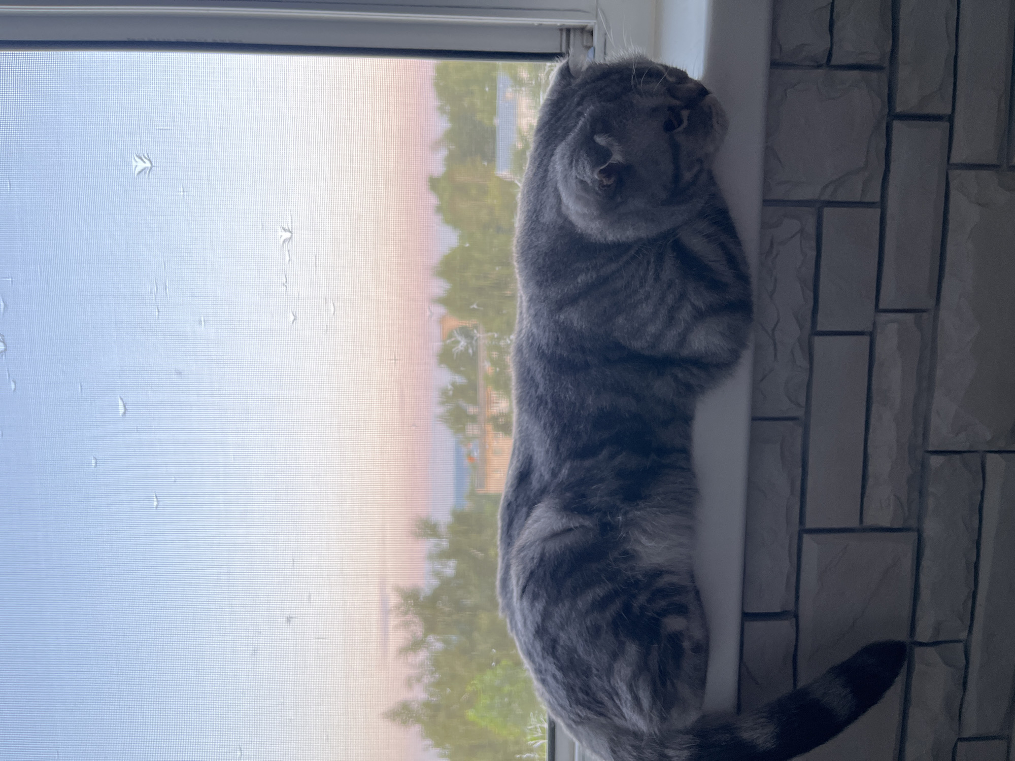 A grey tabby cat with folded ears is lying on its side on a white windowsill. The cat's body is elongated and relaxed, with its head resting on the windowsill. The cat's tail is visible on the left side of the frame, extending downwards. Behind the cat, a window screens the view of the outdoors. Through the screen, a soft gradient of sky colors, transitioning from pale blue at the top to pink and orange near the horizon, is visible. Green trees and some buildings can be seen in the distance. The windowsill appears to be made of white brick-like material. The overall scene suggests a peaceful moment, with the cat enjoying the view from the window. The presence of water droplets on the window screen suggests it may have recently rained or there's condensation. The image is taken from a slightly high angle, looking down at the cat.
