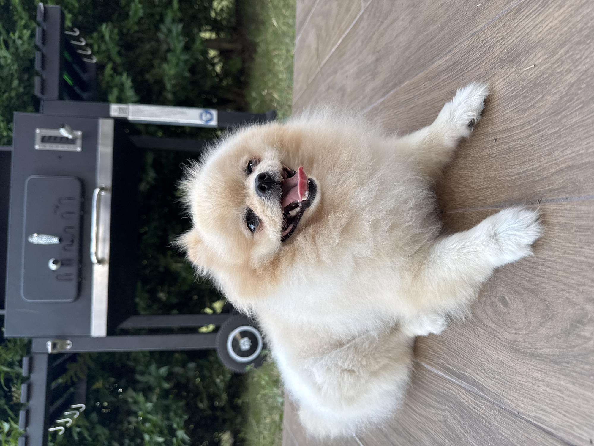 A light-colored Pomeranian dog lies on its back on a wooden deck, panting with its tongue out and mouth open. The dog appears happy and playful. In the background, a black grill is visible, with hooks on its side. Behind the grill, lush green trees and foliage create a natural backdrop. The ground is made of wooden planks with a visible grain. The lighting suggests it is daytime, possibly late morning or early afternoon, with bright natural light. The scene is outdoors, likely in a backyard or patio area. There is no visible text in the image.