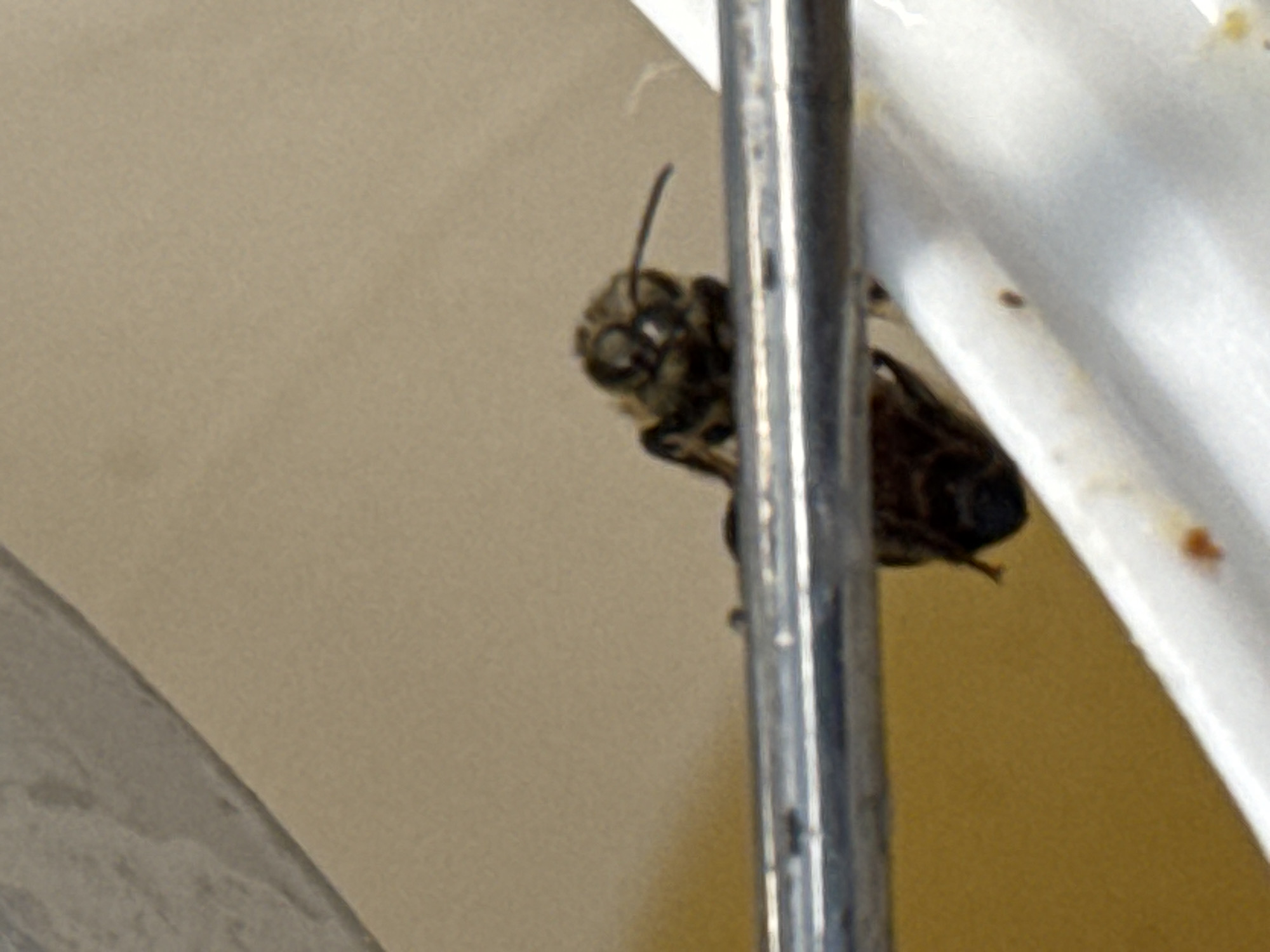 A bee is clinging to a thin, vertical metal pole. The bee is positioned near a white, curved surface that could be part of a sink or other plumbing fixture. The background is a light tan or beige wall. The location is unknown but it is in the city of Wielka Wieś, Poland.