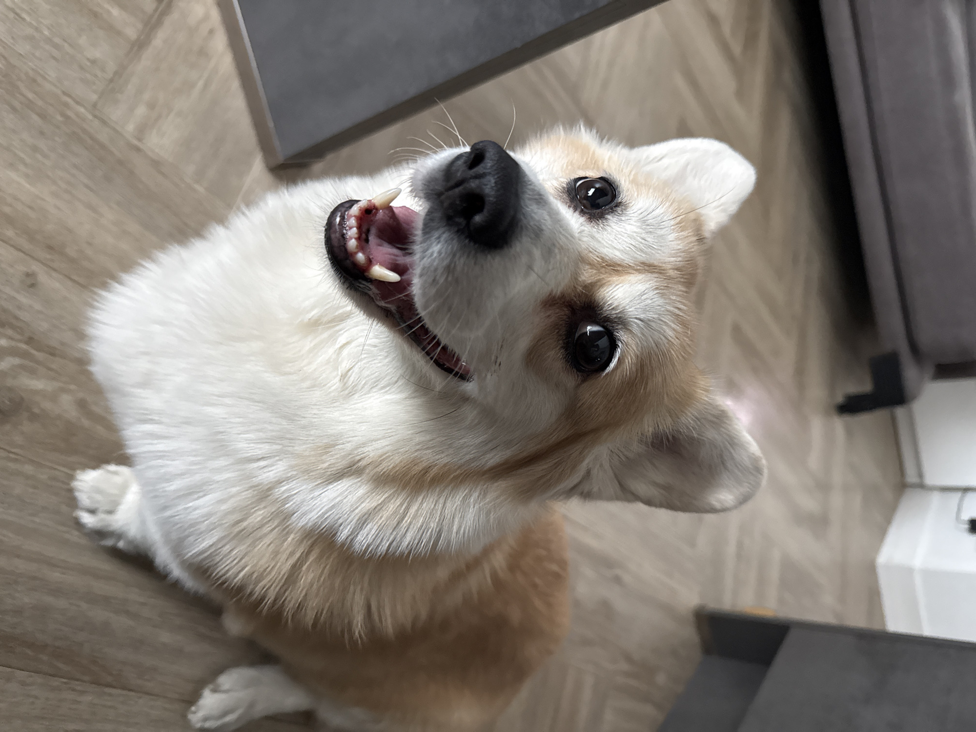 A medium, full shot captures a corgi dog indoors, angled upward toward the viewer. The dog is predominantly white with tan markings. It has an open mouth revealing its teeth and tongue, with its eyes wide and focused. The dog's nose is black and glossy. The background consists of light brown laminate flooring, with portions of gray furniture or appliances visible in the upper left and right corners. The image lacks any specific details to associate it with Krasnoyarsk, Russia, or any other specific city. There are no people visible. The primary action is the dog looking up and opening its mouth.