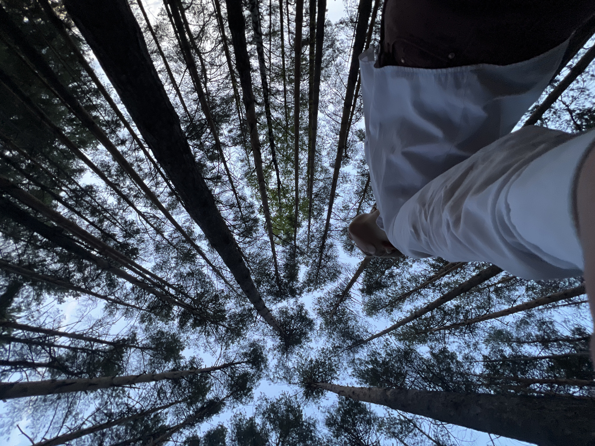 The image shows a view looking up through a dense forest canopy. The tall, straight trunks of the trees converge towards the center of the frame, creating a perspective effect. The sky is visible through the gaps in the foliage. A person wearing a white long-sleeved shirt and a brown jacket is visible in the upper right corner. The location is the city of Chaikovsky, Russia.