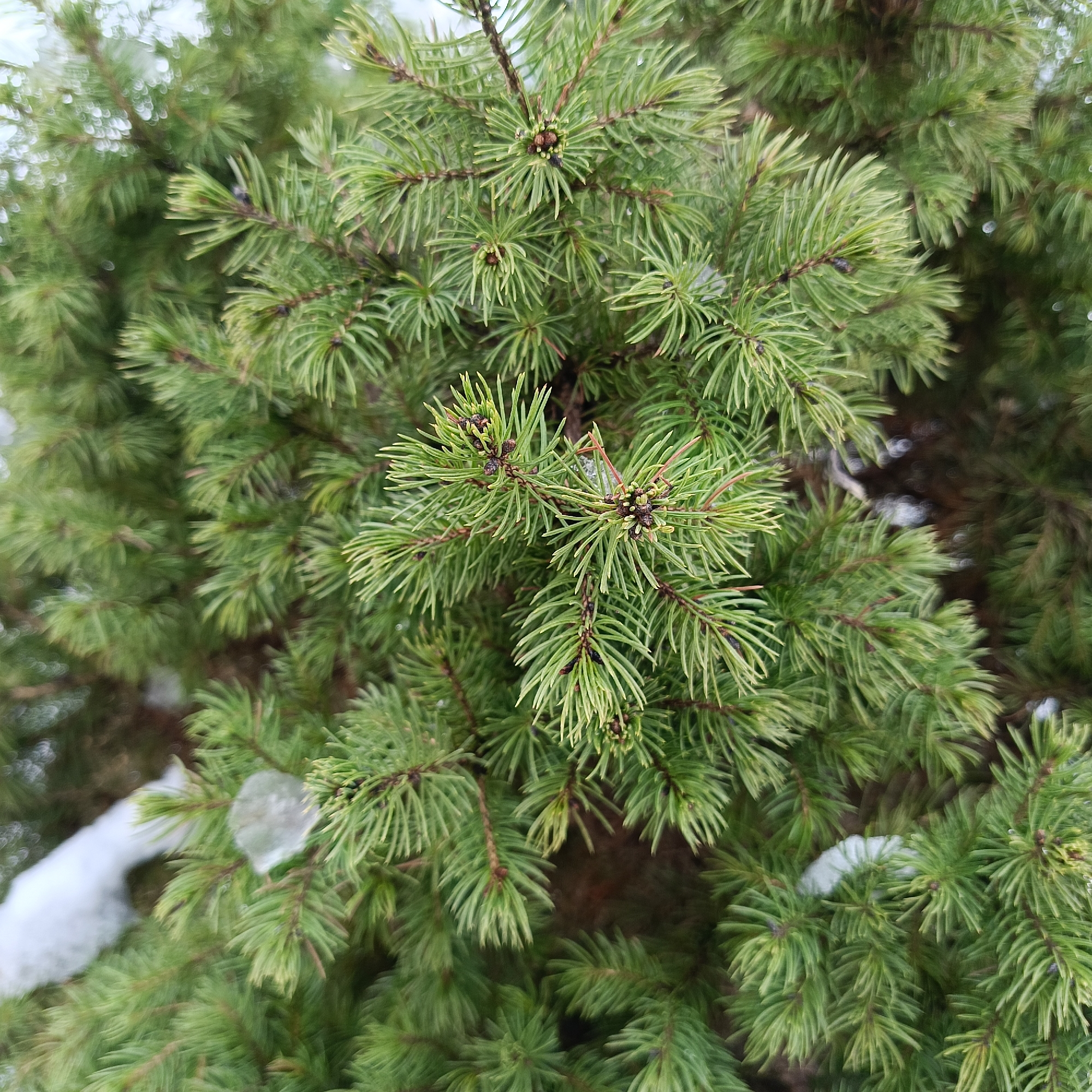 Close-up shot of green pine needles, some with snow on them. Location: likely Chaikovsky, Russia (based on prompt request).