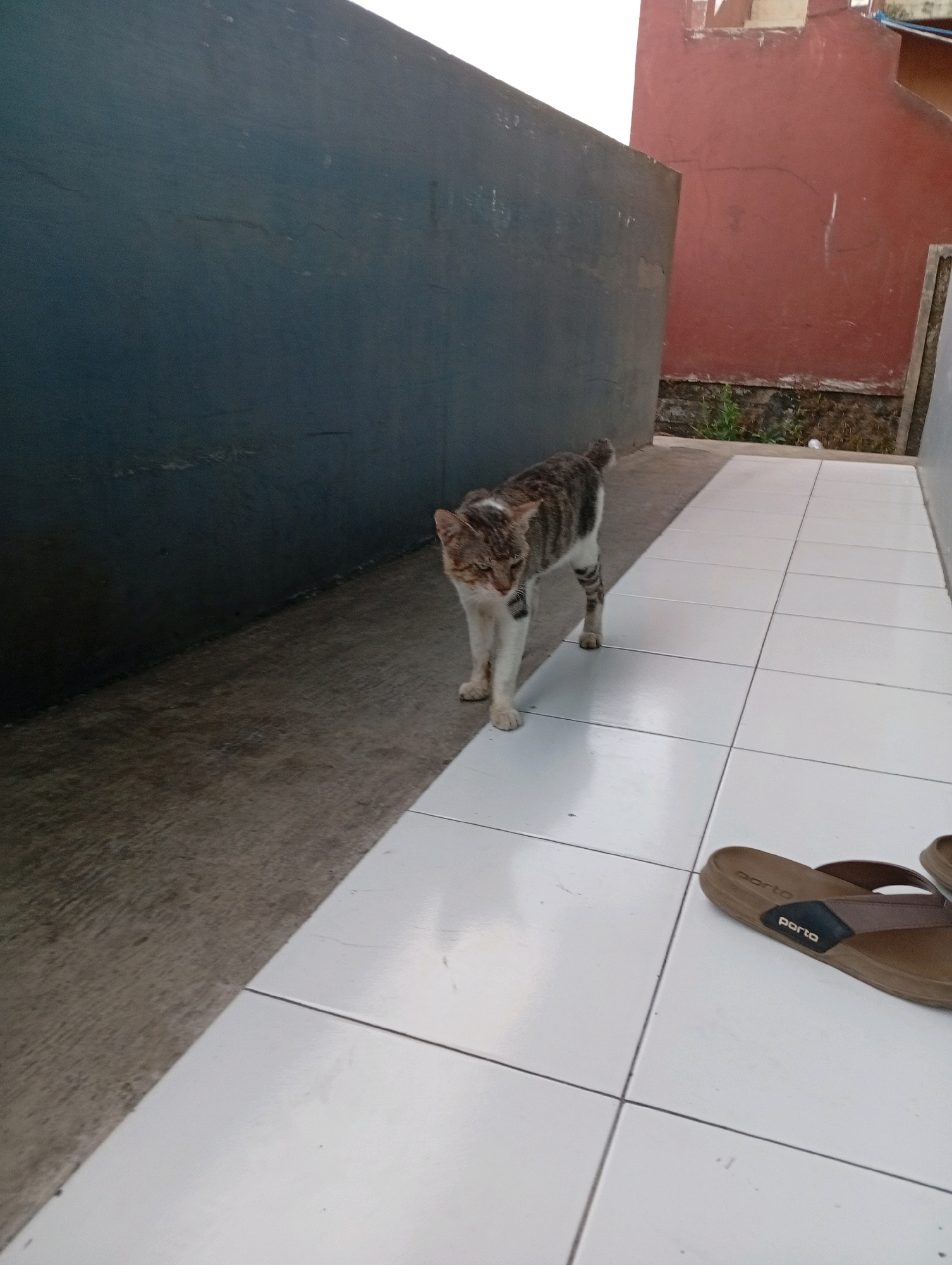 A tabby cat walks on a tiled path next to a grey wall. The cat is mostly white with grey and black stripes. It has green eyes and is looking towards the camera. In the background, a red building is visible. A pair of brown flip-flops with the word "porta" on them are in the foreground, on the tiled path. The scene appears to be an outdoor walkway or patio. The location is identified as Tasikmalaya, Indonesia.