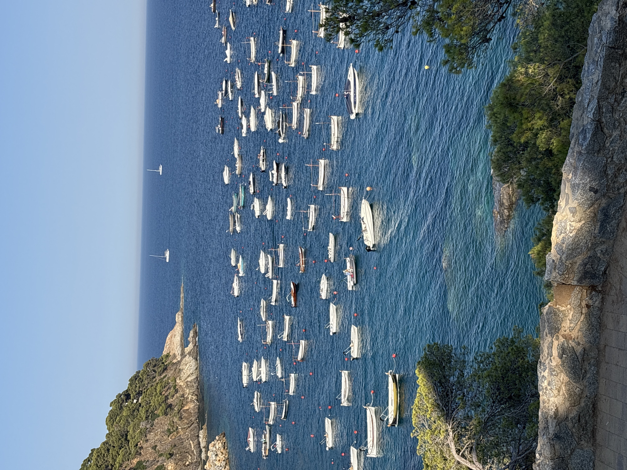 A sunny, elevated view shows a bay filled with numerous small boats moored in calm, deep blue water. To the left, a steep, tree-covered hillside slopes down to the water, with a rocky shoreline. The horizon is a clear, light blue sky. The boats are of various types, mostly motorboats and a few sailboats, clustered in the bay. Some are white, while others are darker. There are no people visible in or around the boats. The water is clear enough to see some of the seabed in shallower areas. In the foreground, a rough-hewn stone wall and a paved walkway are visible, with green trees and foliage overhanging the scene. This is likely the coastline of Llafranc, Spain, given the characteristic landscape of the Costa Brava.