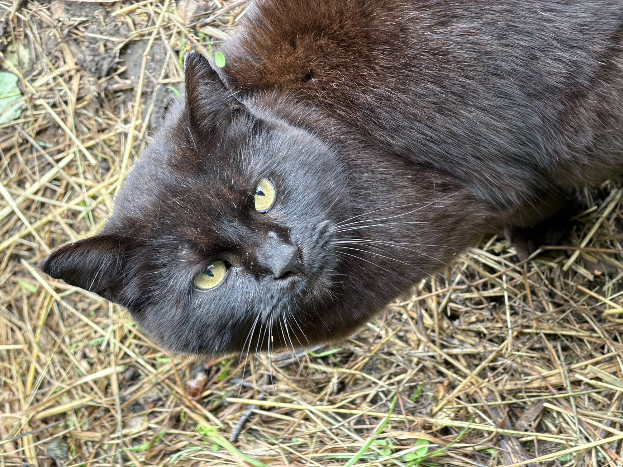 A black cat with yellow eyes is sitting on dry grass and dirt. The cat is looking directly at the camera, and its head is tilted slightly to the left. A small green leaf is visible on its right ear. The background consists of dry, light brown grass and some darker patches of soil. The image appears to be taken outdoors.