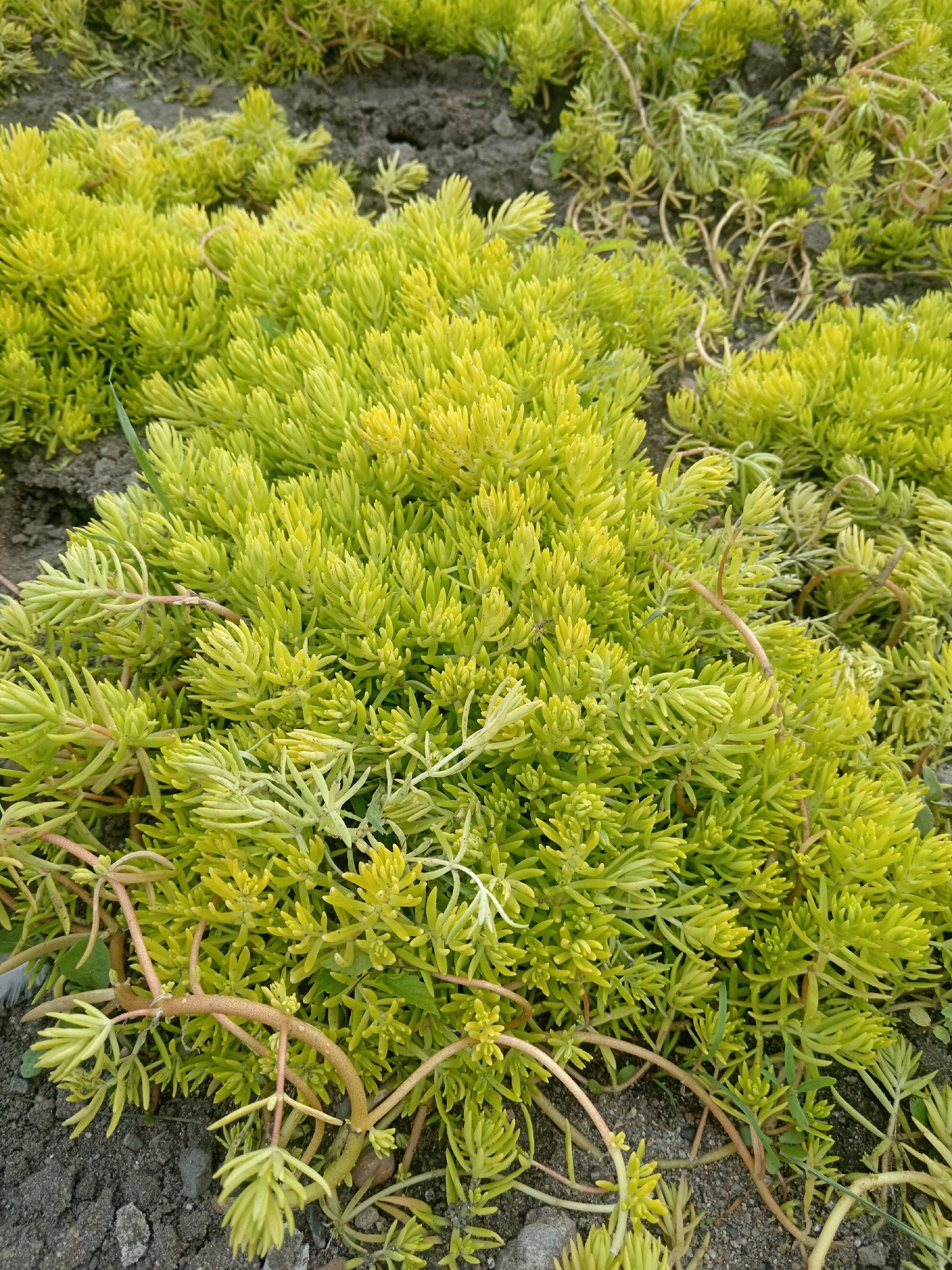 The image shows a close-up, overhead view of a low-lying, groundcover plant with bright green, needle-like leaves. The plant has a dense, bushy appearance and is growing in dark soil. Several thin, reddish-brown stems or tendrils are visible weaving through the foliage and extending onto the soil. The scene appears to be an outdoor garden or park setting. There are no people or discernible man-made structures in the immediate vicinity of the plant. The background is out of focus, but appears to be more of the same plant and soil. The lighting suggests it is daytime.