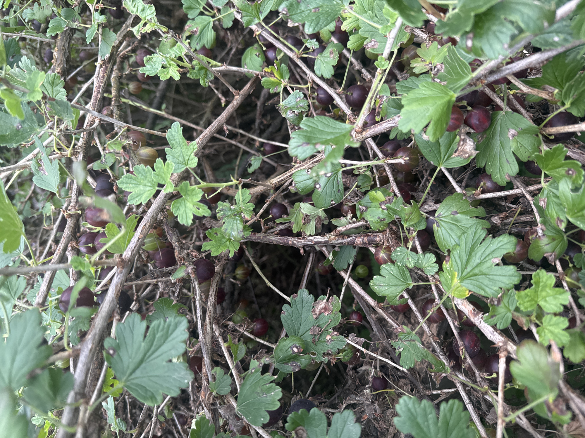 This image shows a close-up view of a gooseberry bush. The bush is dense with numerous branches and leaves. Small, dark red to purplish gooseberries are visible among the foliage and branches, indicating they are ripe or nearing ripeness. Some green gooseberries are also present, suggesting a mix of ripeness levels on the bush. The background is dark and appears to be a natural, outdoor setting, possibly a garden or a wild area within Nozhovka, Russia. The lighting suggests it is daytime, but the dense foliage creates shaded areas within the bush. There are no people or animals visible in the image.