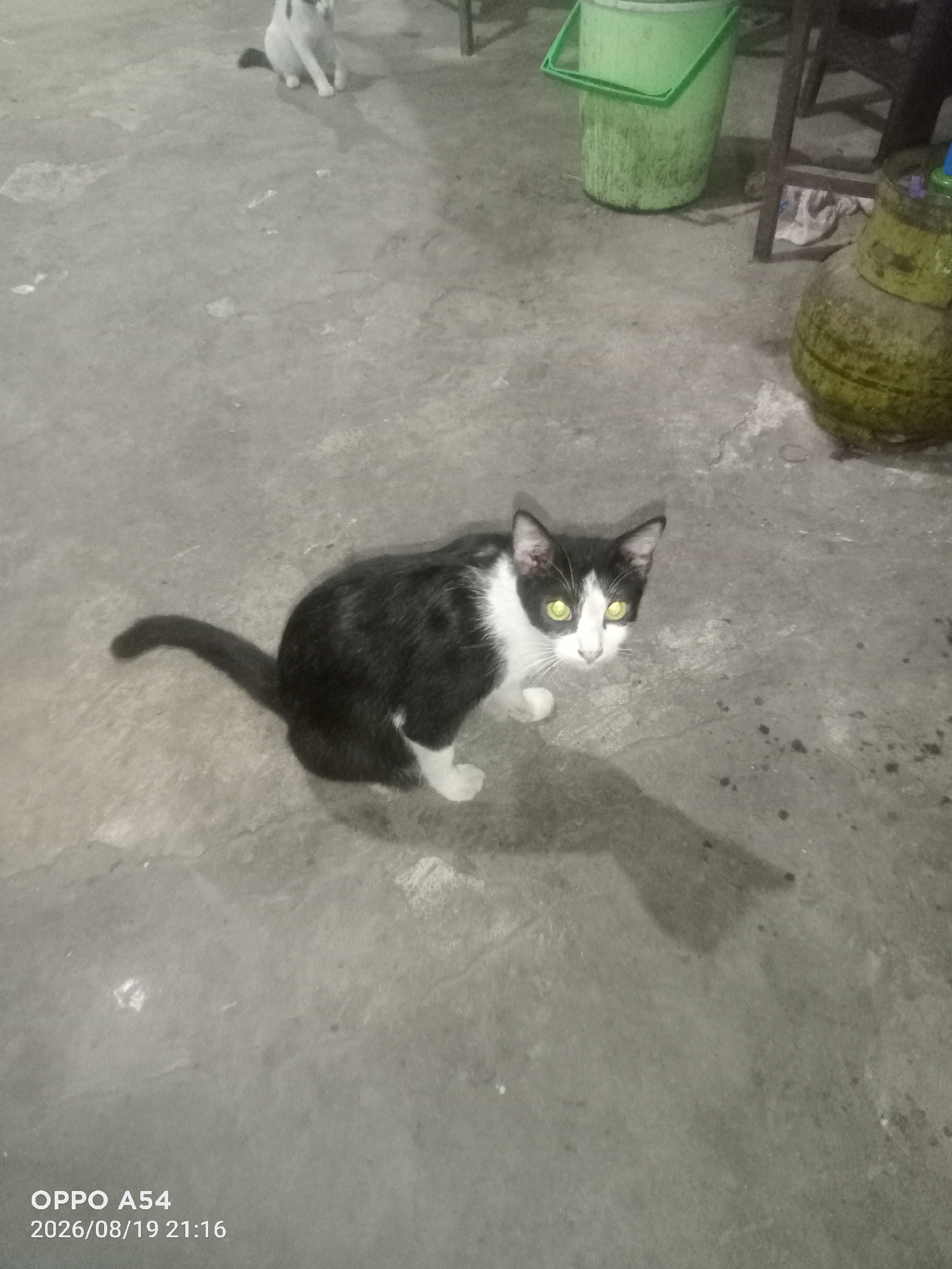 A black and white cat with bright green eyes sits on a concrete floor, looking directly at the camera. The cat has white markings on its chest and paws, and its tail is curled behind it. In the background, another white cat is visible, and a green bucket and a propane tank can be seen. The image appears to have been taken outdoors at night, as indicated by the timestamp "2026/08/19 21:16". The presence of a propane tank suggests a domestic or possibly commercial outdoor setting. The watermark "OPPO A54" indicates the device used to capture the image. The scene is set on a slightly damp concrete surface, with some debris and stains visible. The lighting is dim, casting shadows. It is not possible to determine the specific location within the city of Jambi, Indonesia, based solely on the provided image.