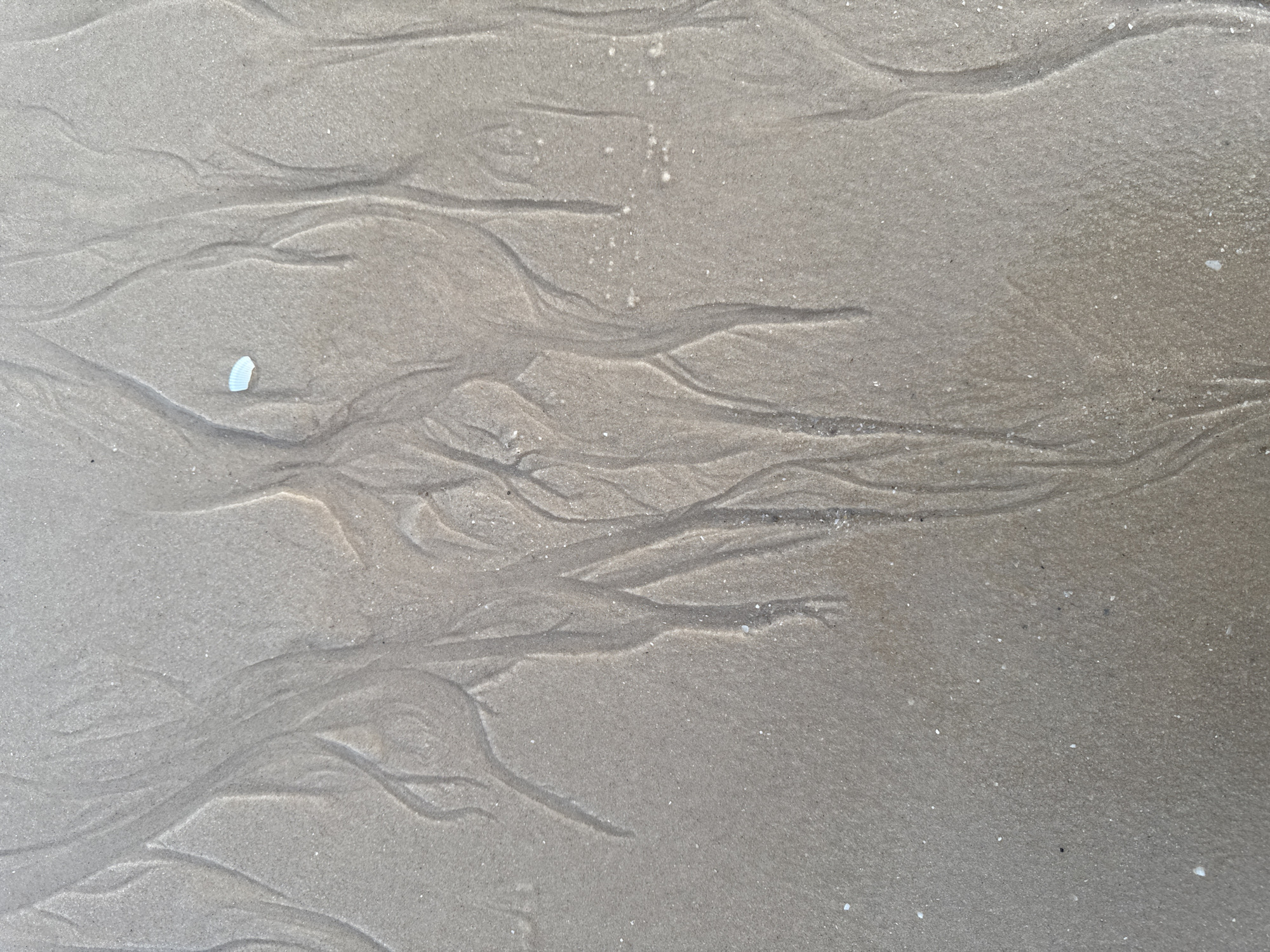 The image depicts a close-up view of wet sand with intricate patterns formed by receding water. These patterns resemble branching rivulets or veins, carved into the sandy surface. A small, pale blue, irregularly shaped object, possibly a piece of seashell or sea glass, rests on the sand near the center-left of the frame. The overall color palette is dominated by muted tones of beige and grey, typical of a beach environment. The sand appears fine-grained and damp, with a few scattered specks of what might be tiny shells or other debris. The lighting suggests it is daytime, possibly overcast or during the softer light of dawn or dusk, as there are no harsh shadows. The scene is devoid of any human presence. This photograph was taken in Phu Thuy Ward, Vietnam.