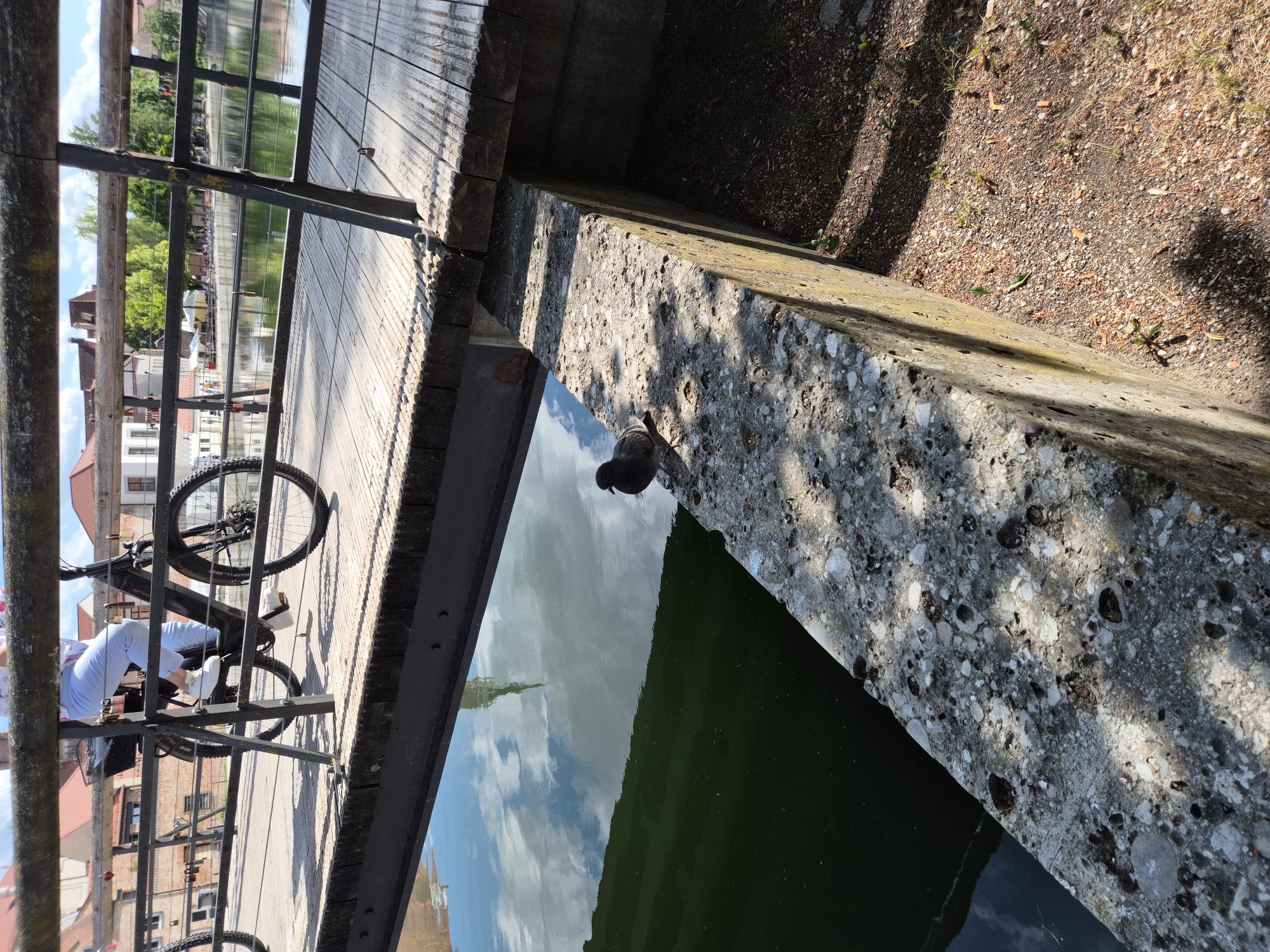 The image captures a pedestrian and cyclist bridge over a body of water in Landshut, Germany. The scene is illuminated by direct sunlight, casting distinct shadows on the bridge deck and the surrounding ground.
On the wooden deck of the bridge, a single individual is partially visible, operating a black electric bicycle. The cyclist wears light blue trousers and white sneakers. The bicycle is equipped with a black basket mounted at the front, disc brakes, and tires with a knobby tread pattern. The bridge deck is constructed from light-colored wooden planks laid perpendicularly to the bridge's span. A dark metal railing system, featuring vertical supports and a horizontal wooden handrail, defines the bridge's edge. The understructure of the bridge is comprised of dark metal beams.
Beneath the bridge, a calm body of water reflects a partially cloudy blue sky, green foliage, and distant buildings characterized by red tiled roofs. A prominent, sharply pointed reflection, consistent with a church spire, is visible in the water, indicative of a view towards St. Martin's Church in Landshut.
In the foreground, a dark grey pigeon is perched on the upper surface of a rough, light grey concrete barrier that runs alongside the water. The concrete barrier exhibits numerous small circular indentations and areas of discoloration, suggesting weathering and the presence of lichen or moss. Adjacent to the concrete barrier on the right, the ground consists of reddish-brown dirt mixed with gravel, interspersed with sparse green vegetation.