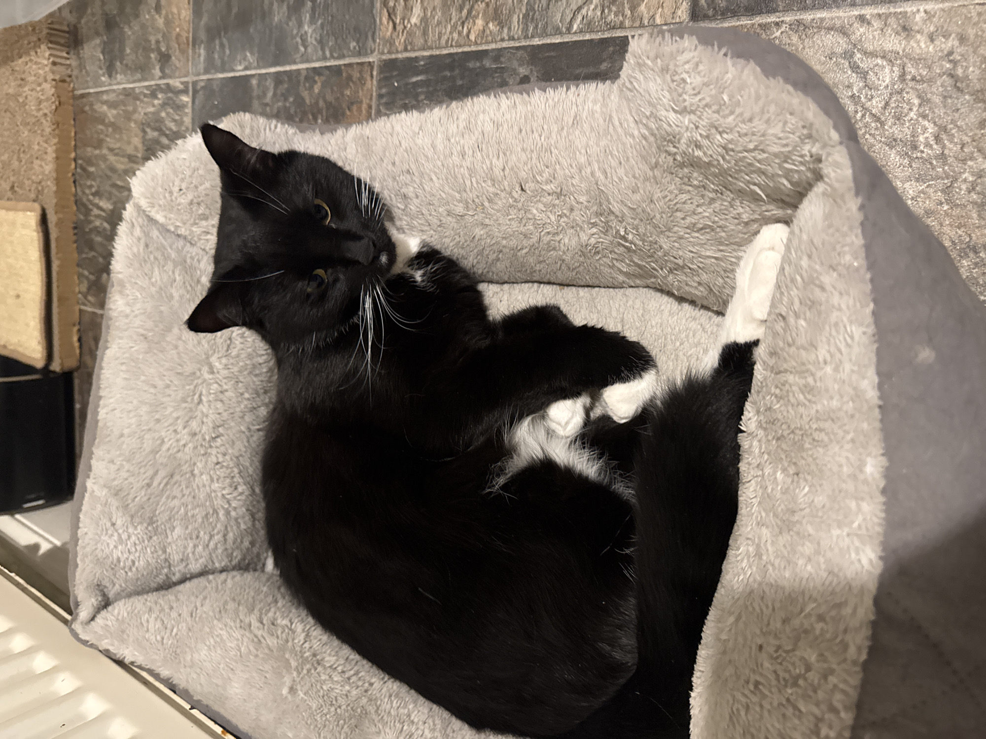 Located in a domestic indoor setting within Desborough, United Kingdom, the image depicts a black and white tuxedo cat resting in a grey, plush pet bed. The cat, oriented diagonally from left to right, has predominantly black fur with white markings on its chest, muzzle, and all four paws. Long white whiskers are visible, and its yellow-green eyes are partially open, directed towards the viewer. The pet bed features elevated, cushioned sides. The floor surrounding the bed is covered with square, dark grey and brown tiles. In the upper left background, a white panel radiator is partially visible. Towards the upper right background, a corrugated cardboard scratching pad and a dark, indistinct object are present on the tiled floor.