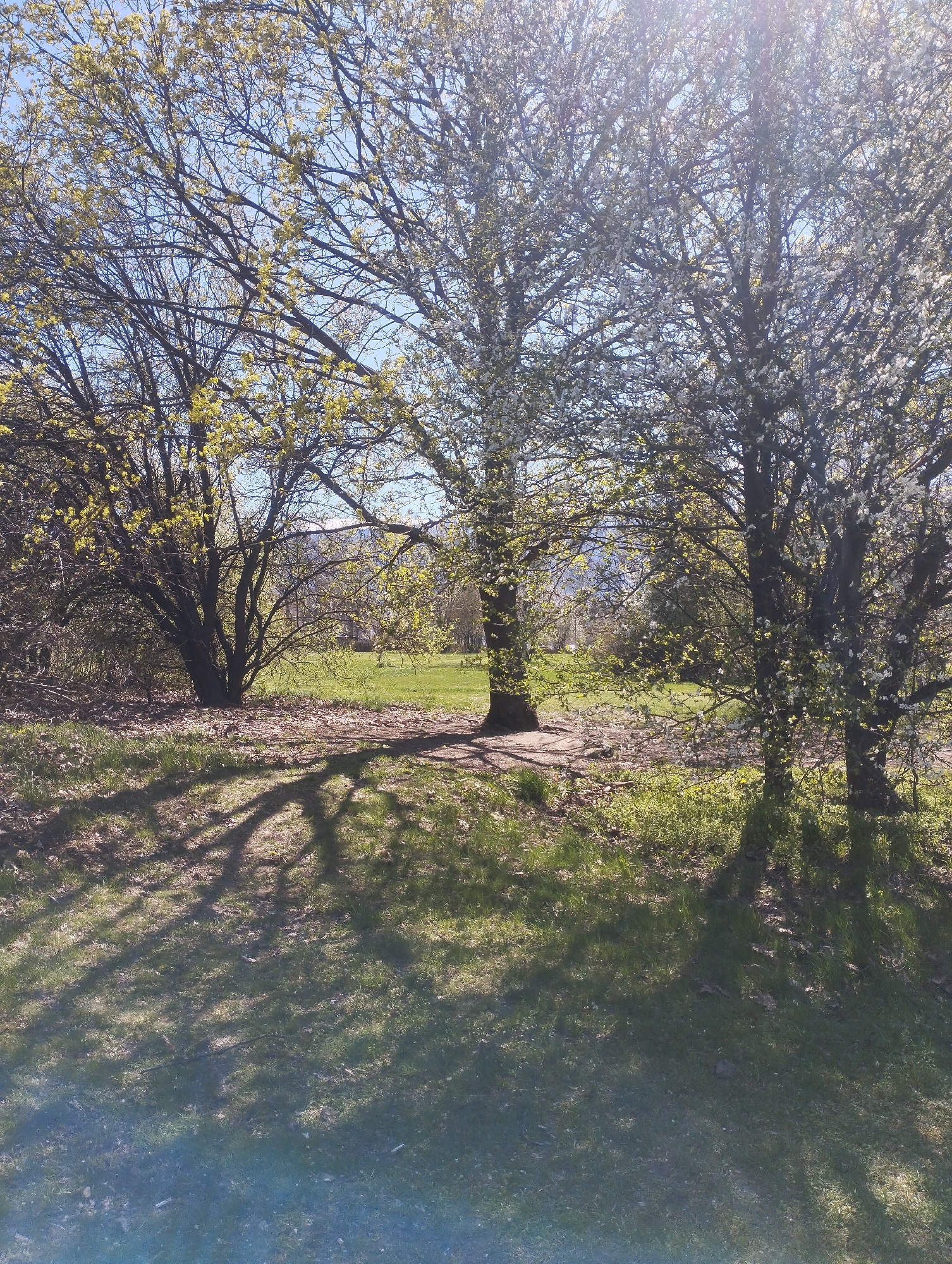 The image captures a sunny, outdoor scene in Unknown, Unknown, featuring three trees as prominent subjects. The tree on the left has a green hue due to newly formed leaves, while the tree on the right appears to be in bloom, exhibiting white blossoms. The central tree is partly shaded, obscuring its features. Shadows from the trees extend across the foreground onto the grass, intermingling with patches of sunlight. In the background, a green, grassy area is visible, offering depth to the scene. The sky is blue with some glare from the sun. The environment appears to be a park or a similar landscaped area.